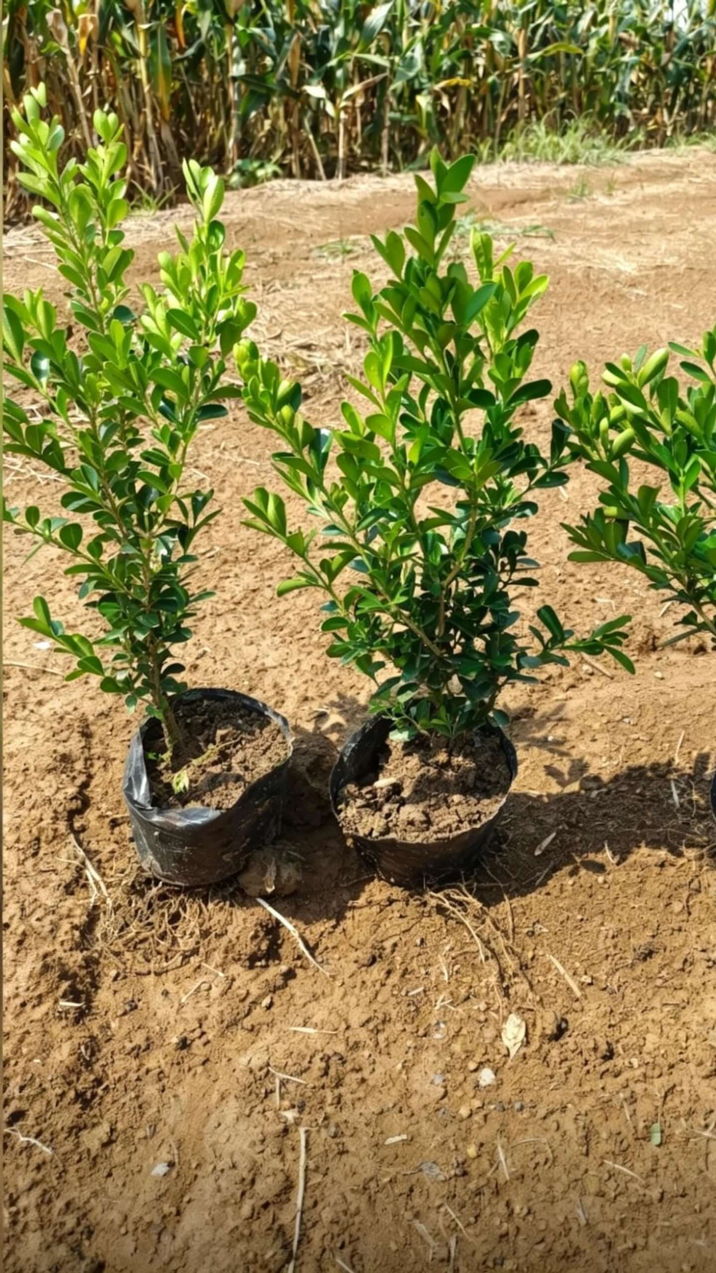 Самшит (Buxus sinica var. parvifolia) - тёмно-зелёные кожистые листья плотно расположены, поверхность блестящая; кустарник компактный и густой