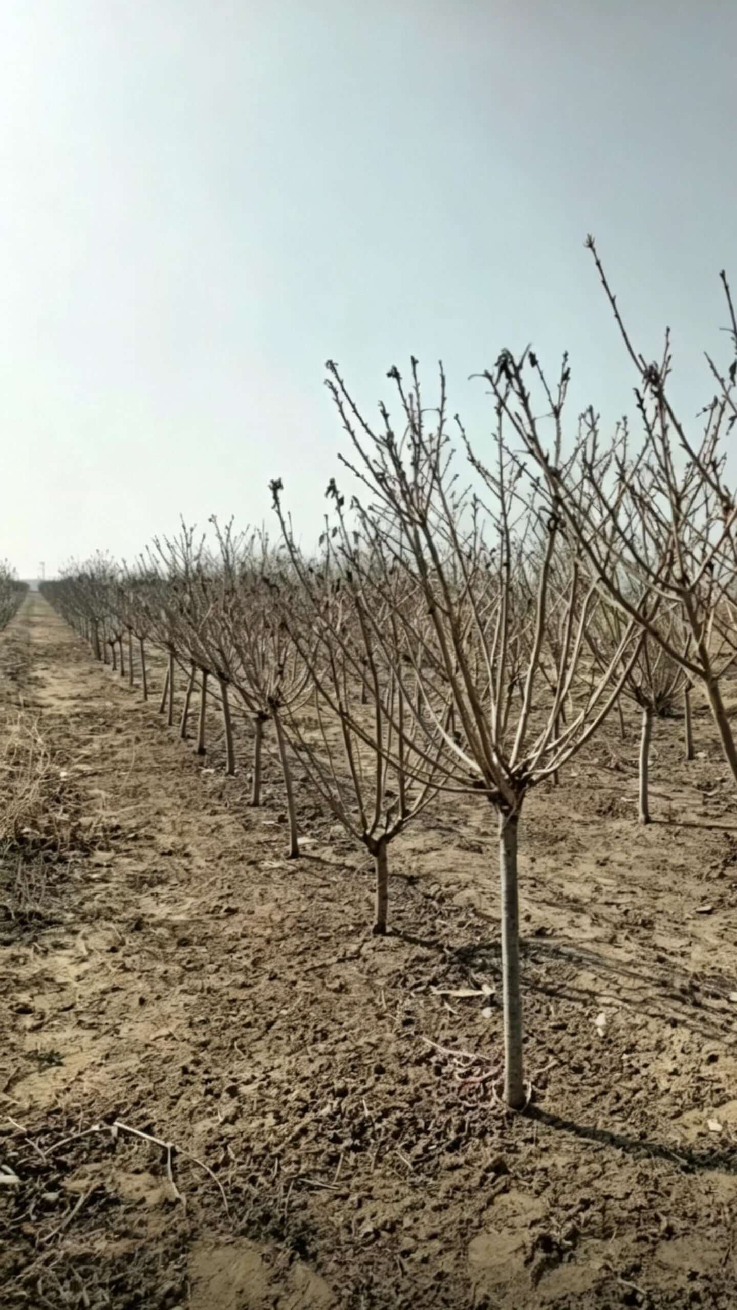 Сакура (Prunus × yedoensis) - розовые лепестки слоями друг на друге, собраны на концах ветвей, передавая весеннюю жизненность и энергию