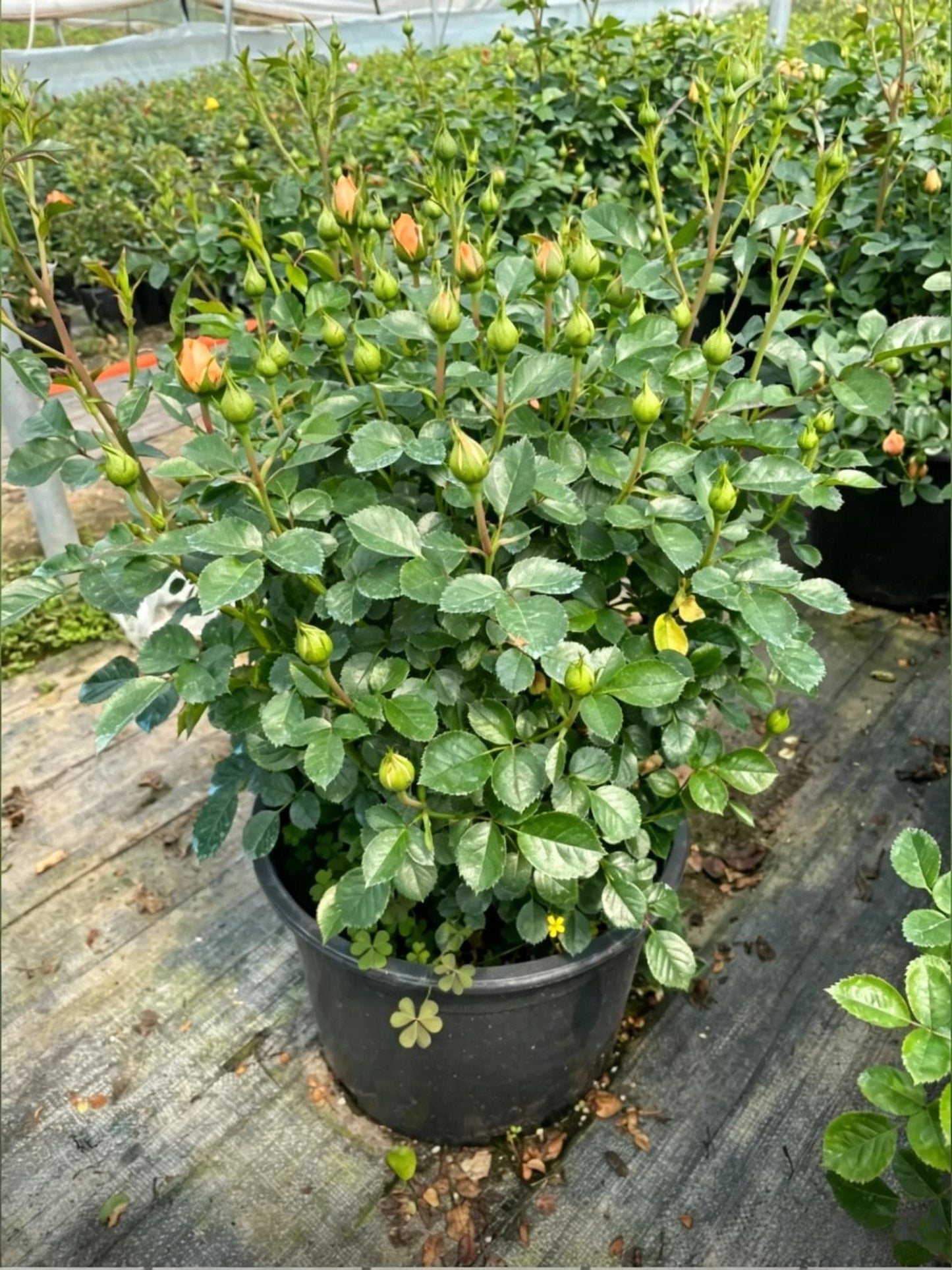 Китайская роза (Rosa chinensis) - Крупный план саженца в контейнере, большой зеленый горшок с розой, полной зеленых бутонов, готовой к цветению.