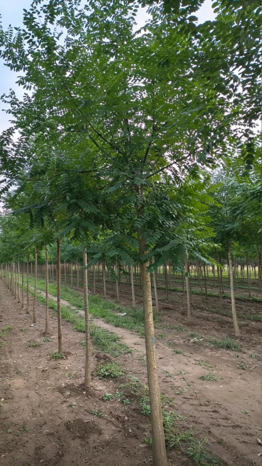 Chinese Scholar Tree Styphnolobium japonicum - Detail 1