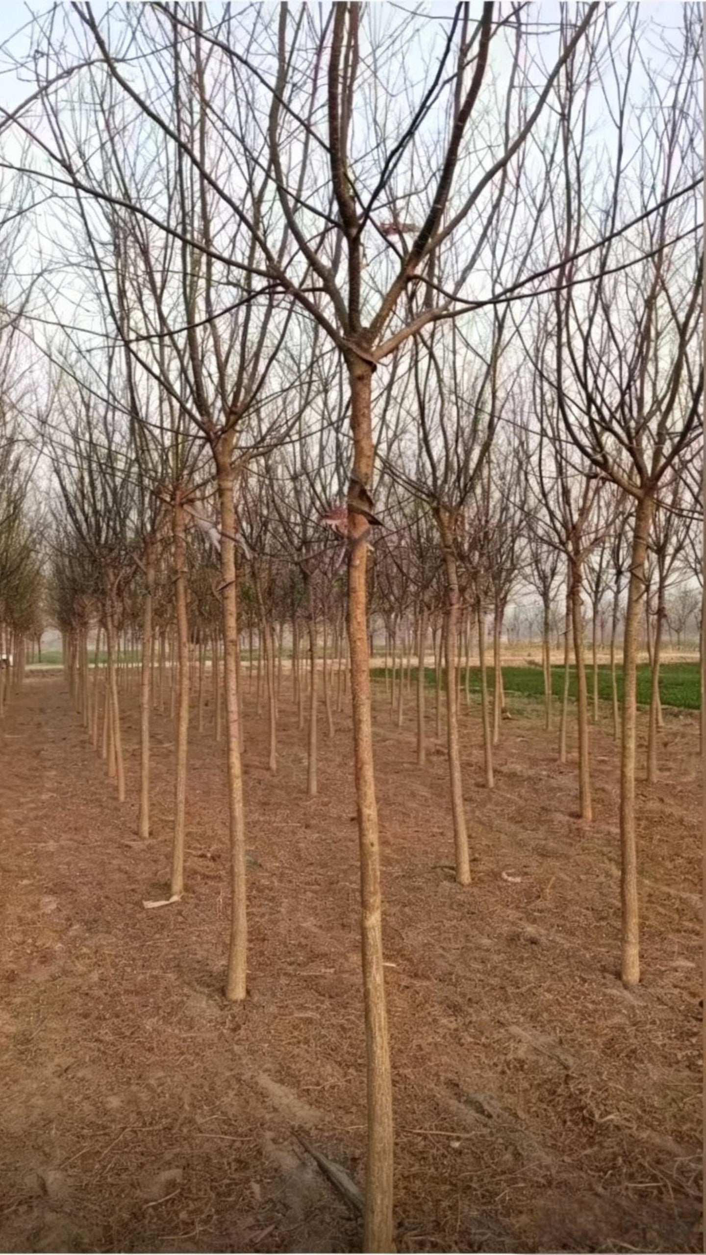 Chinese Scholar Tree Styphnolobium japonicum - Detail 7