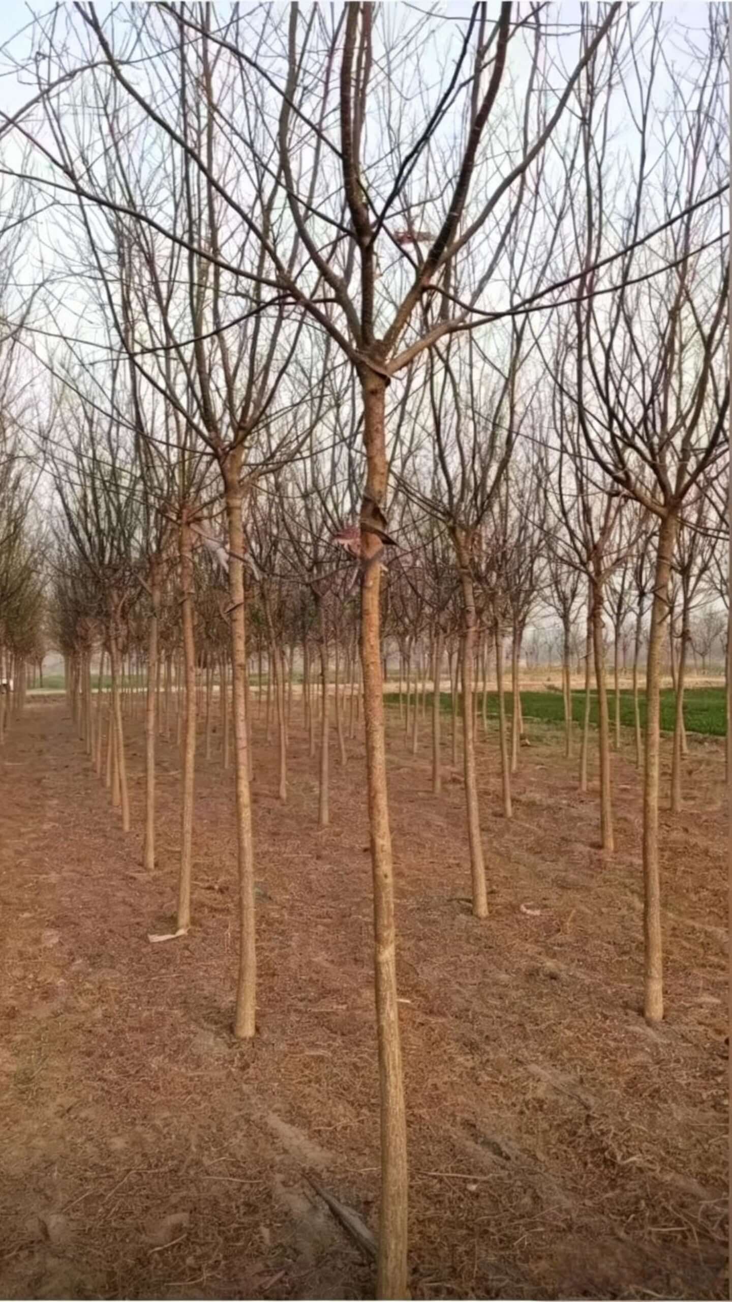 Chinese Scholar Tree(Styphnolobium japonicum) - Japanese pagoda tree - winter single specimen close-up, straight trunk with high first branching point and well-balanced crown skeleton suitable for street tree use