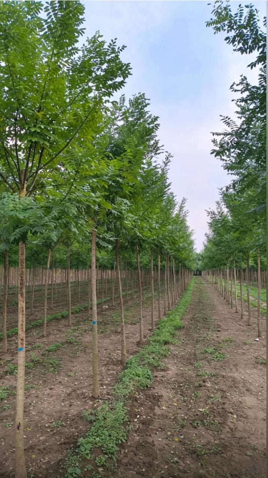 Chinese Scholar Tree(Styphnolobium japonicum) - Japanese pagoda tree - summer nursery planting area, rows of young trees with straight trunks at uniform spacing forming closed green canopy over exposed yellow soil