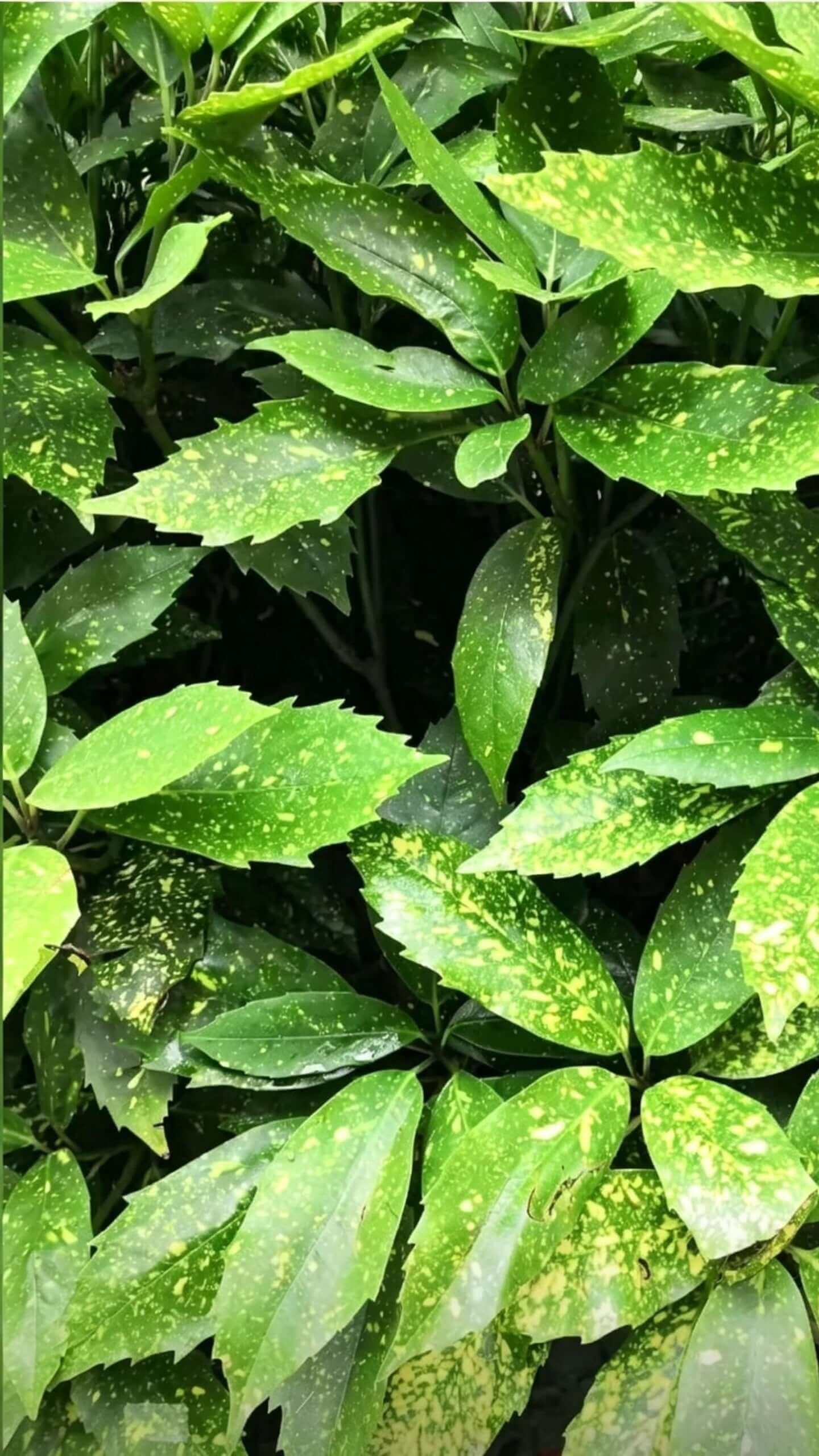 Aucuba japonica - منظر علوي لأوراق كثيفة: طبقات متداخلة متعددة بنقط ذهبية صفراء كثيفة متناثرة كالنجوم على خلفية خضراء داكنة