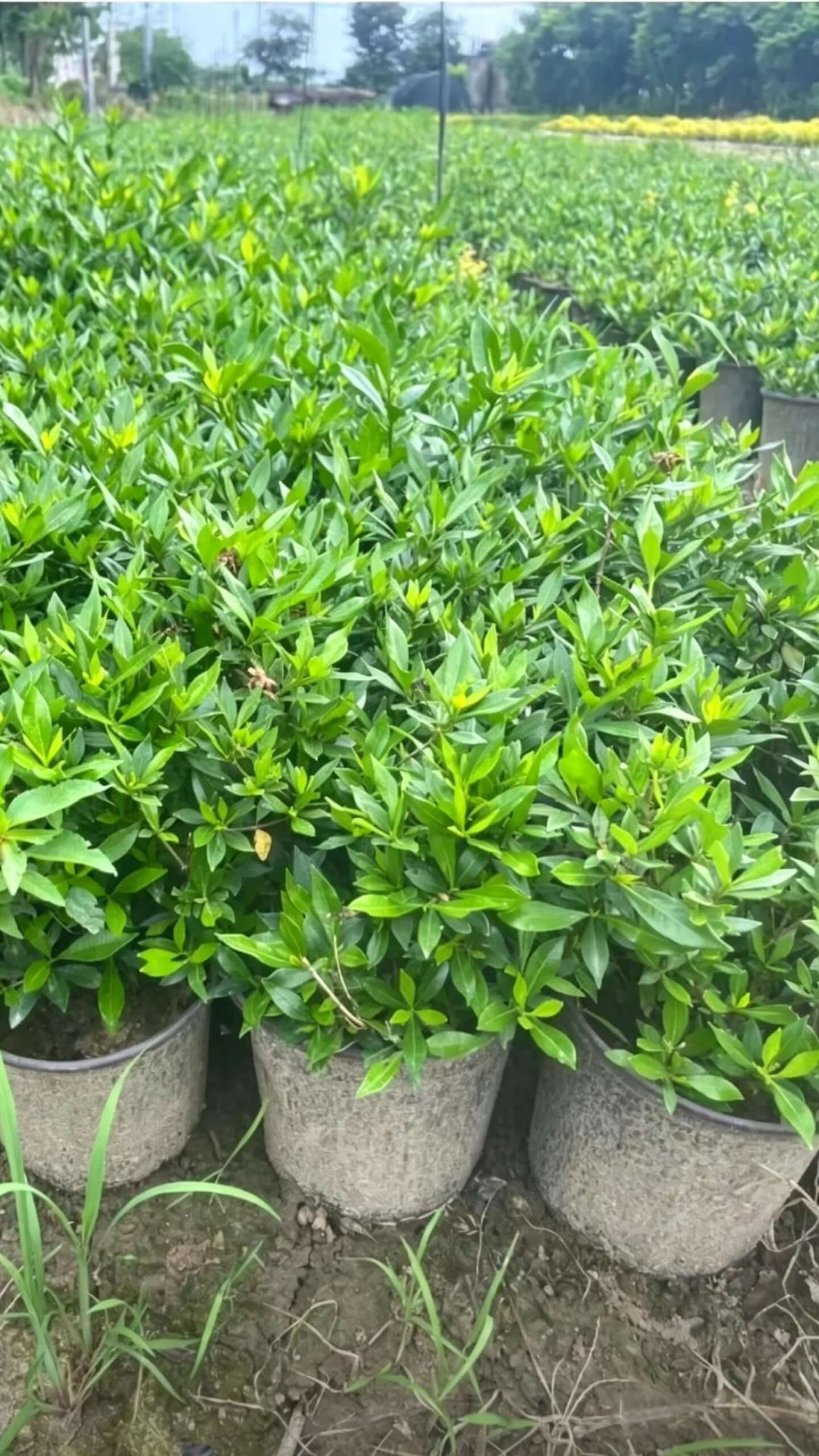 Gardenia(Gardenia jasminoides) - single container plant specification measurement, hand-held ruler shows height about 30cm, low branching point suitable for shaping