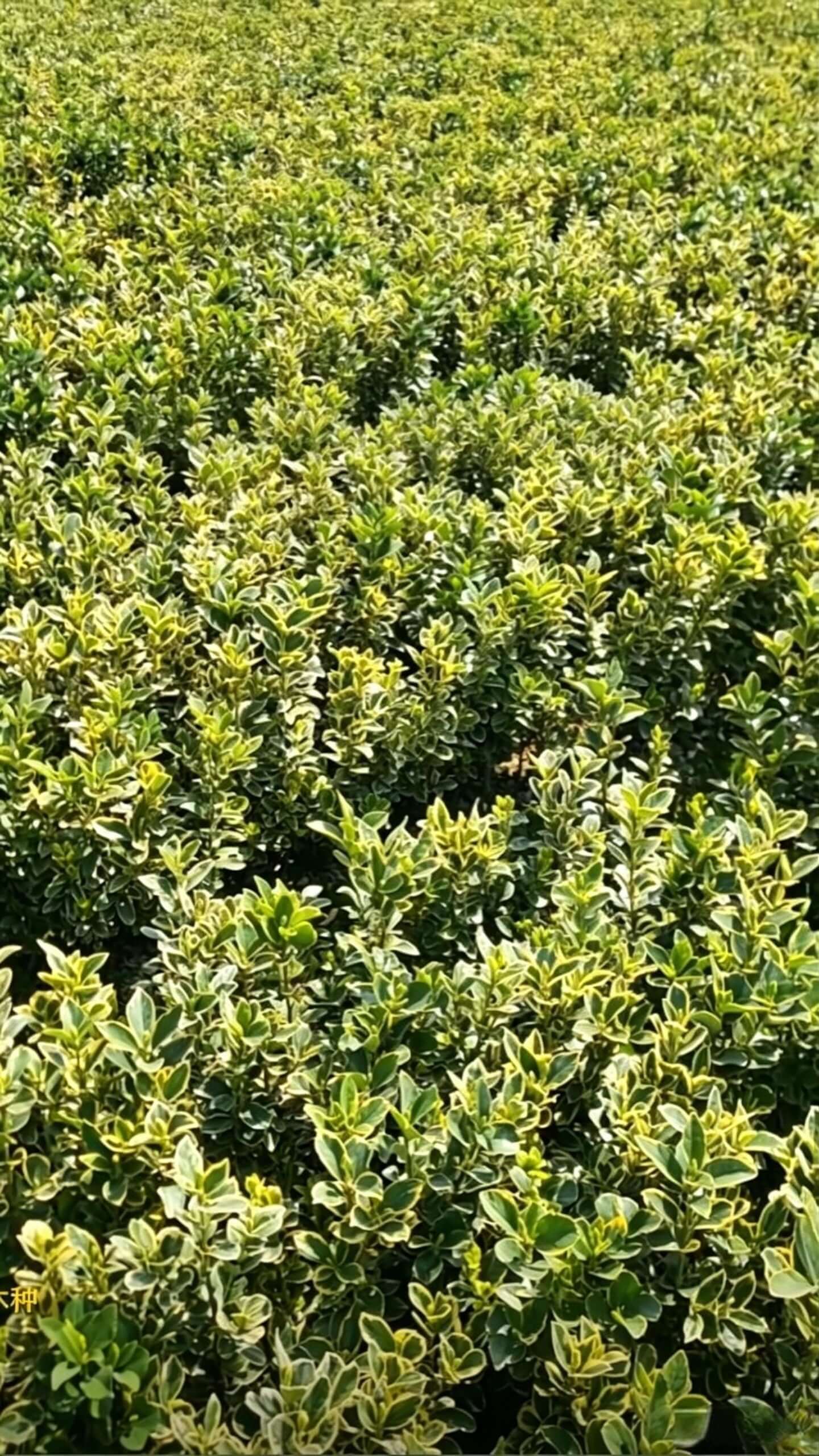 Euonymus japonicus 'Aureomarginatus' - Яркозеленые листья с золотистыми краями с яркими окрасками и отчетливой слоистостью; сильная декоративность