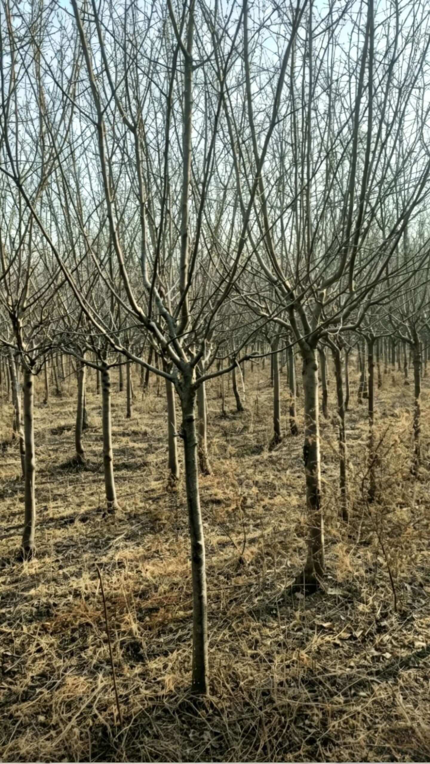 Hall's Crabapple(Malus halliana) - winter nursery panorama with rows of deciduous trees displaying uniform row spacing and consistent tree form