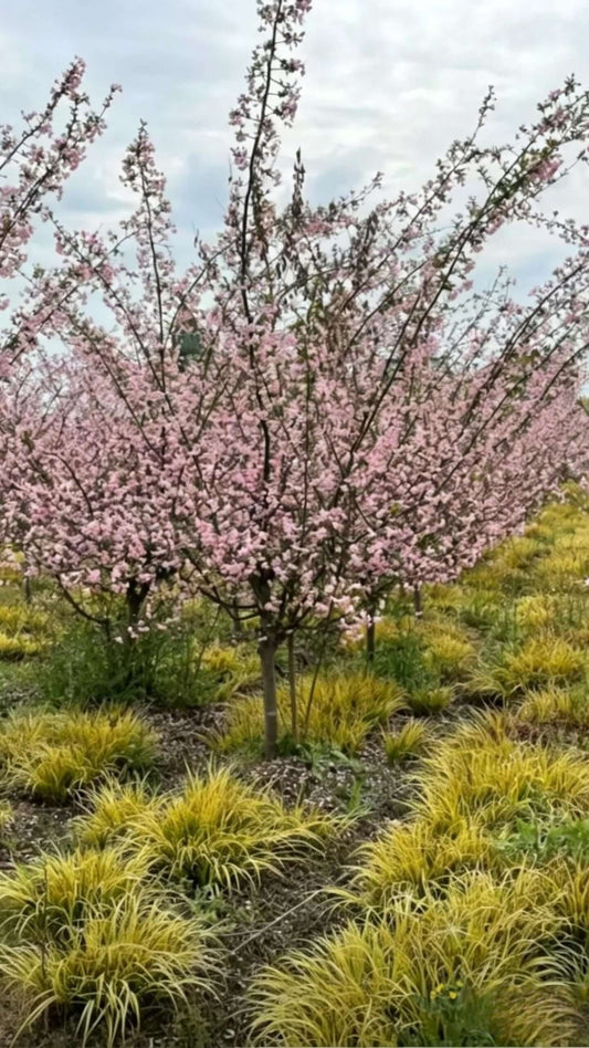 Hall's Crabapple(Malus halliana) - field-grown nursery scene showing single flowering Hall's crabapple paired with yellow ornamental grasses creating natural wild garden effect