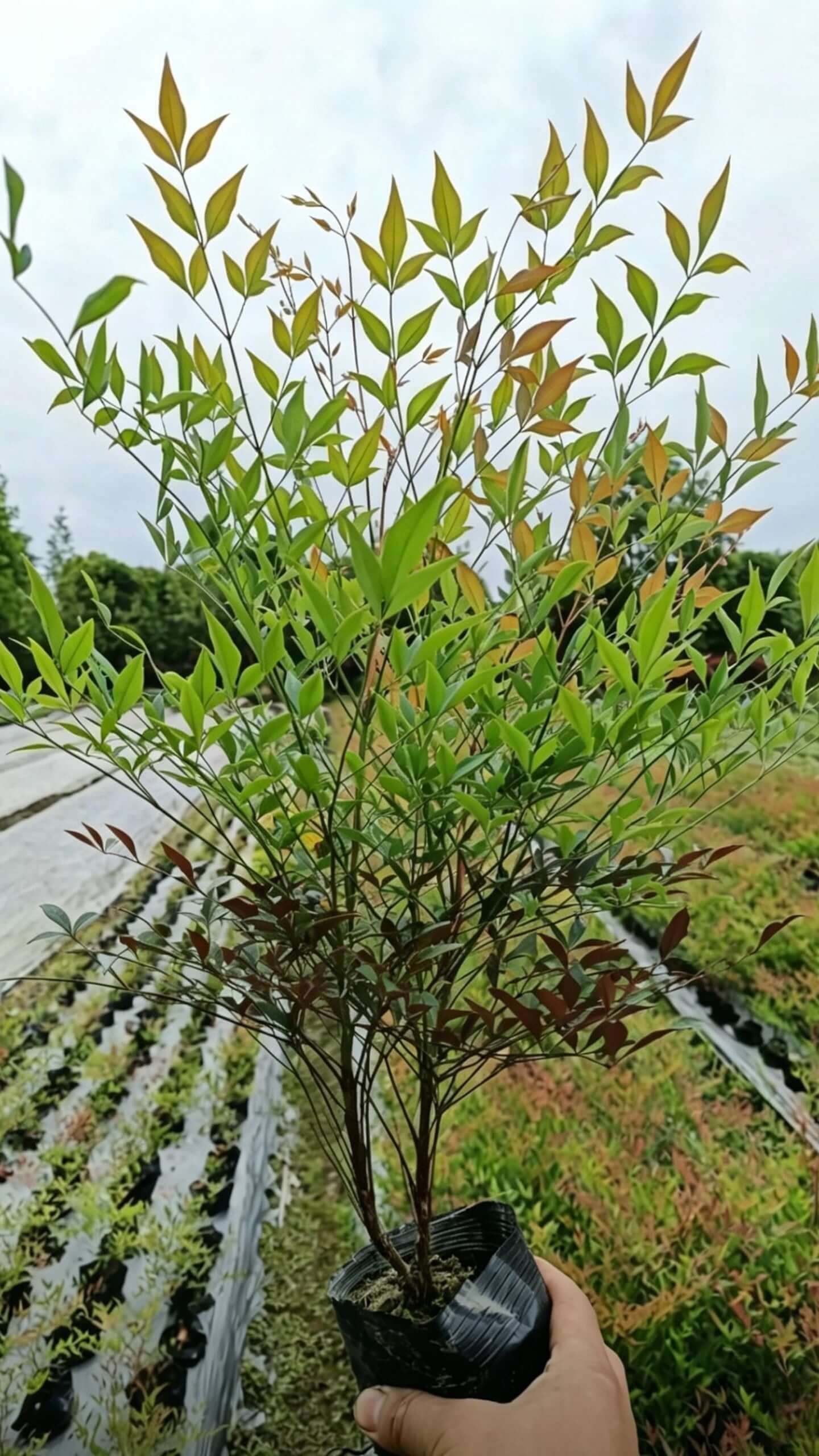 Heavenly Bamboo(Nandina domestica) - Nandina domestica - nursery seedling handheld display, hand holding young Nandina seedling in black nursery pot with reddish-green pinnate compound leaves against nursery bed background