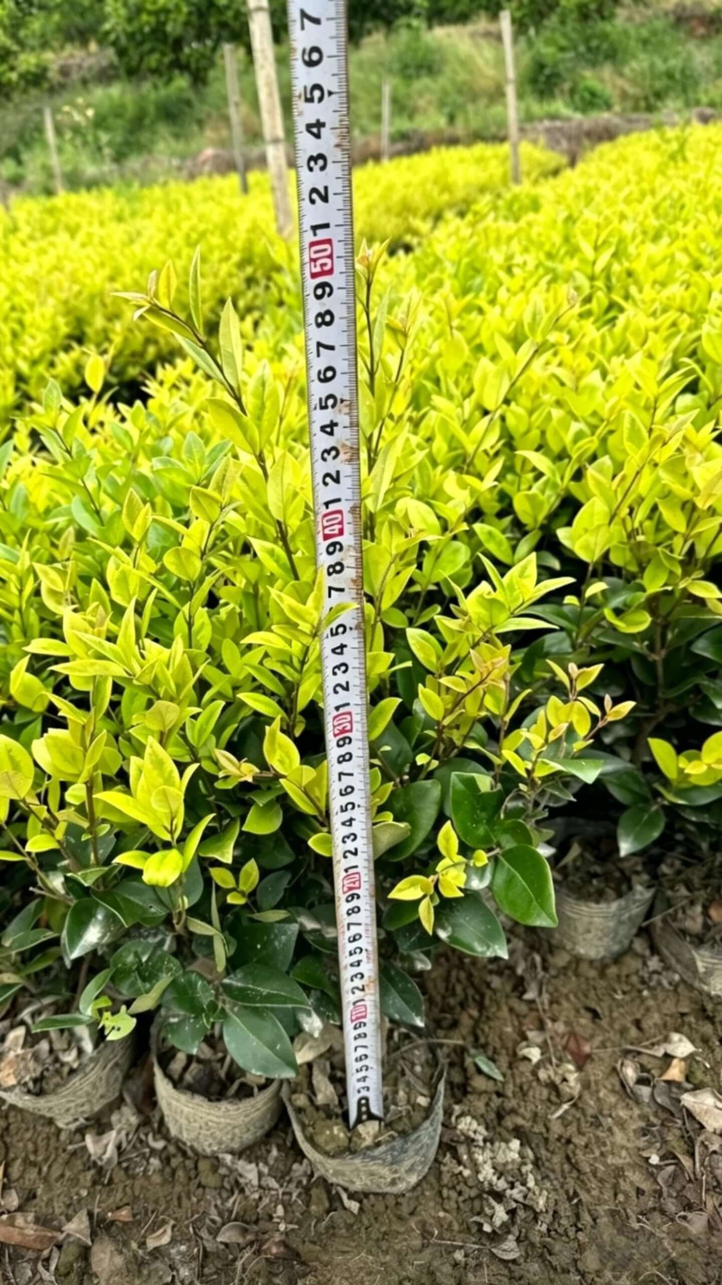 Ligustrum japonicum 'Howardii' - Компактное растение Лигструм японский 'Ховарди' с пышными овальными ярко-зелеными листьями; очень высокая декоративная ценность