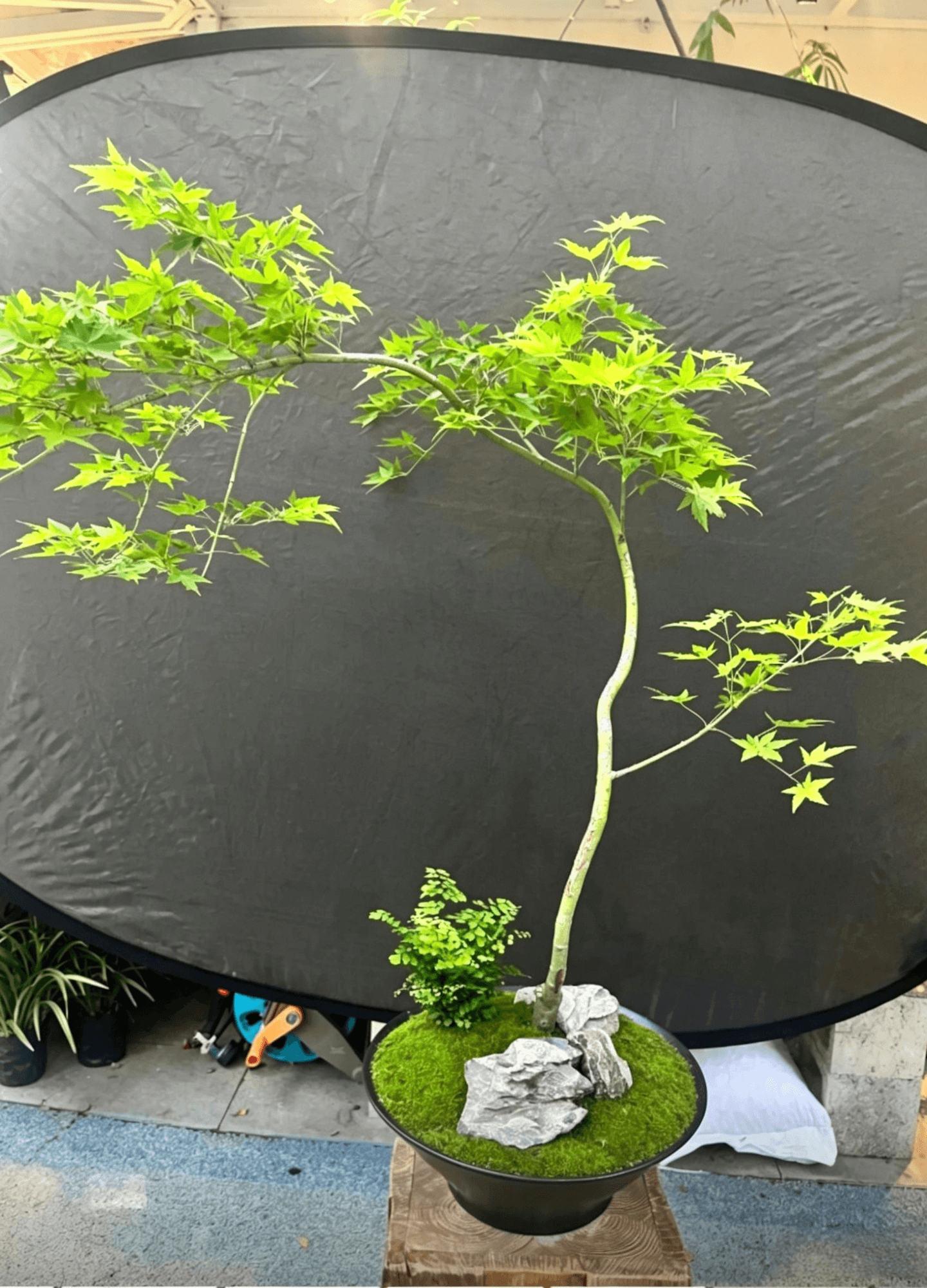 Клён японский(Acer palmatum) - дубликат бонсая японского клена с того же угла что и изображение 3 (повтор), черный квадратный горшок с мхом и белым камнем