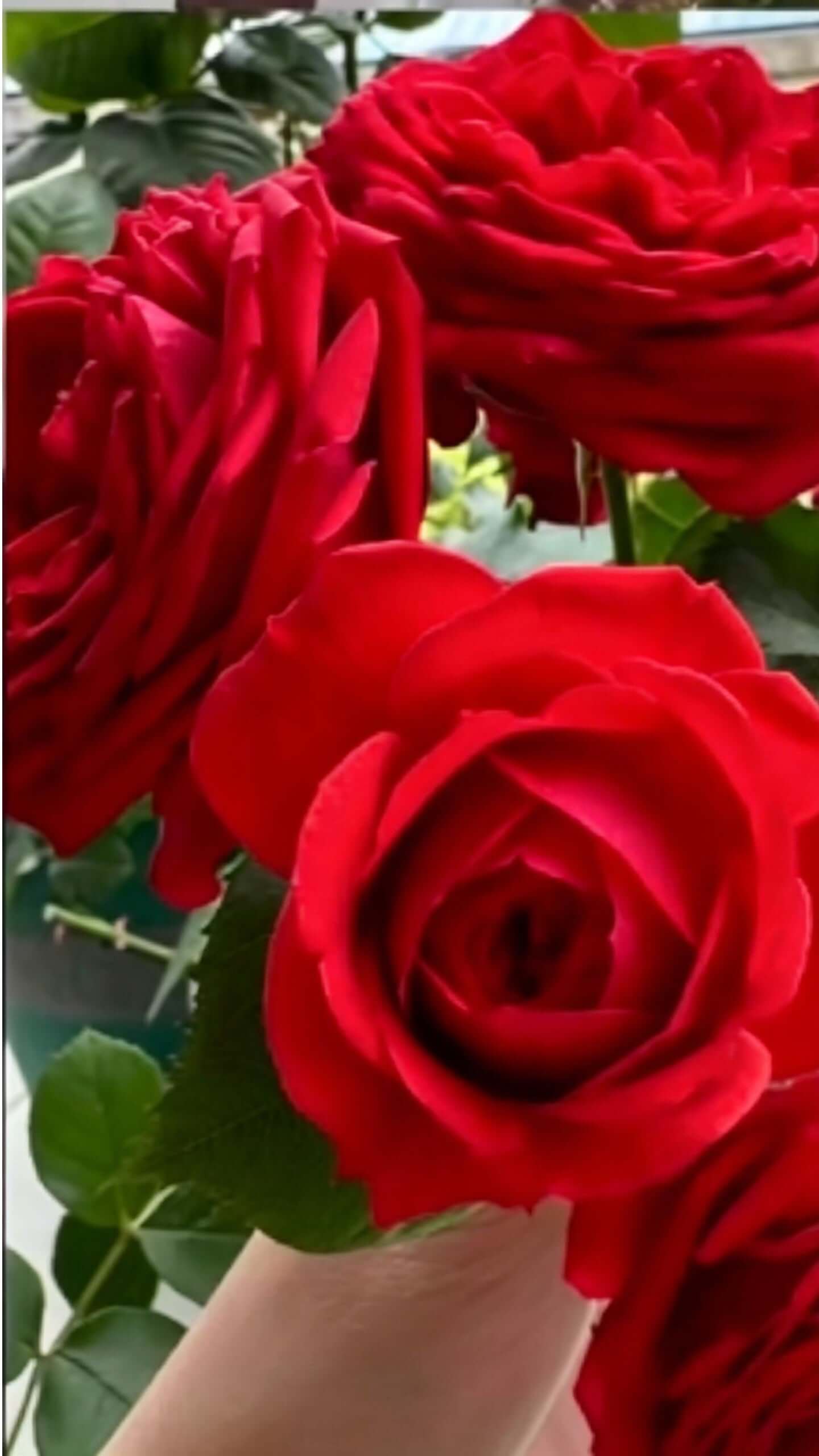 Роза чайно-гибридная (Rosa hybrida) - крупный план цветка в руке: ярко-красная махровая роза со слоистой бархатистой текстурой демонстрирует превосходное качество цветения штамбовой розы