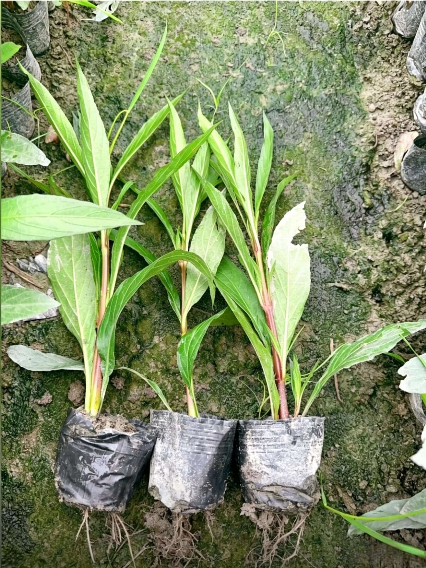 Ruellia simplex - Узкие прямостоячие ярко-зеленые листья с красноватыми стеблями; элегантная форма; сильная декоративность