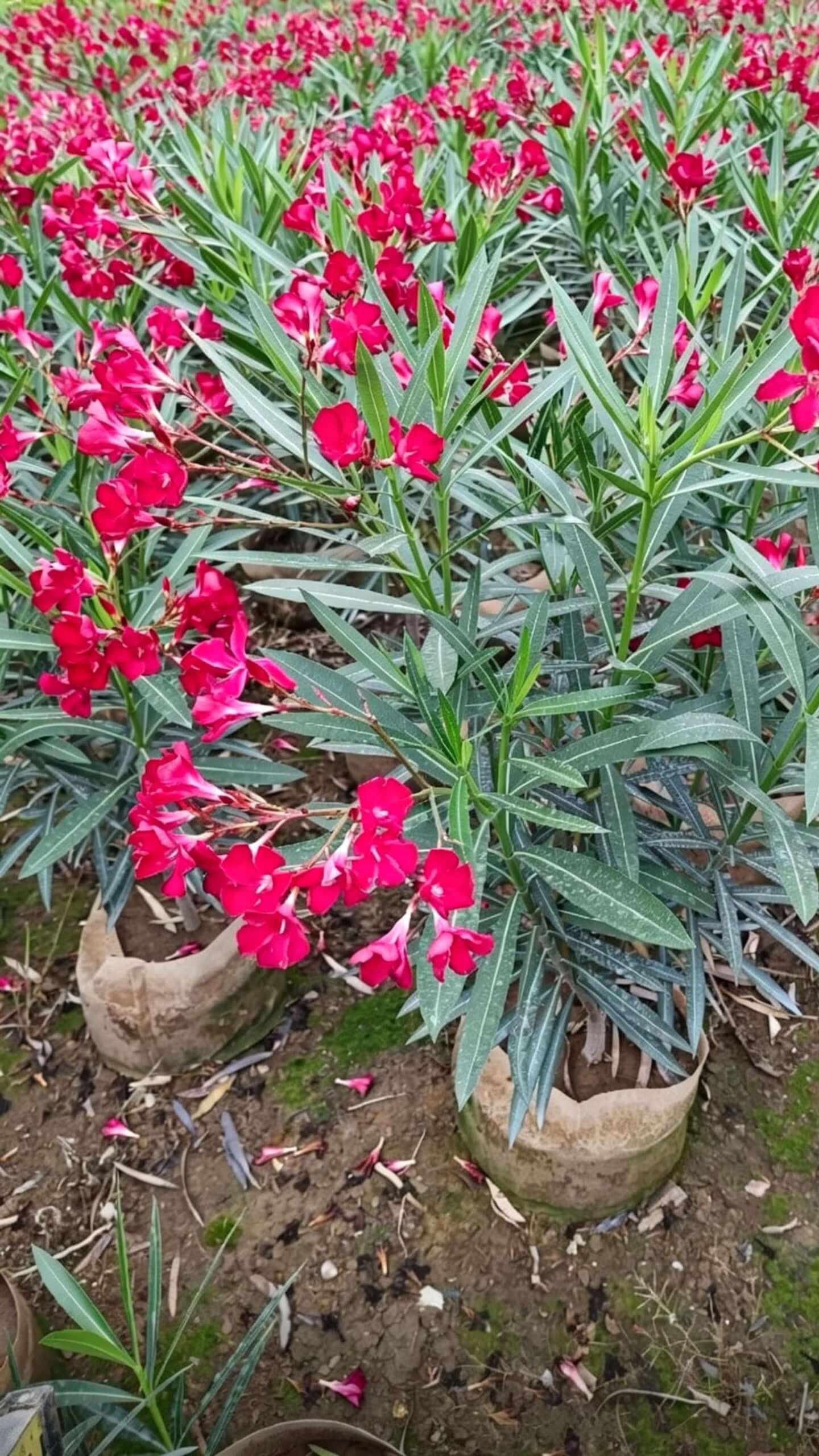 Oleander (Nerium oleander) - red funnel-shaped flowers clustered at branch tips, dark green leathery leaves neatly arranged, cylindrical green stems upright.