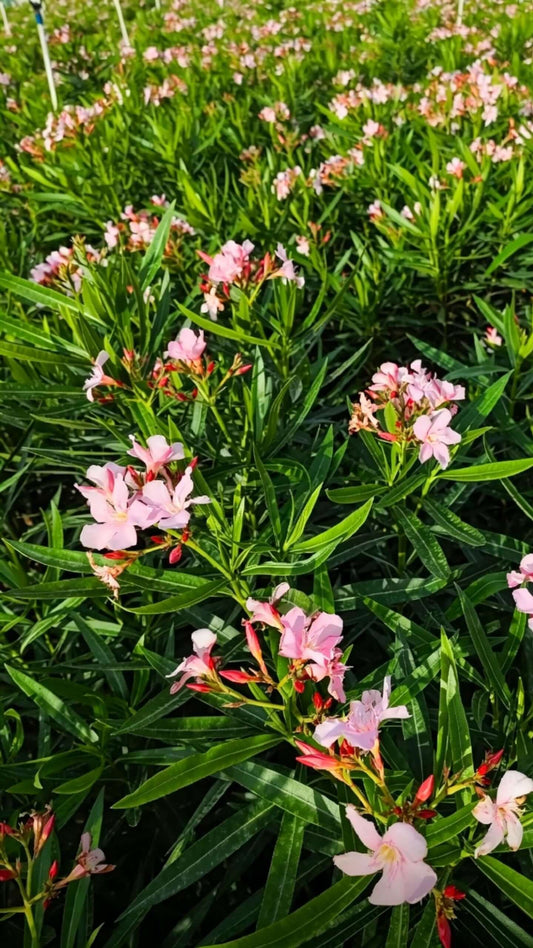 Oleander(Nerium oleander) - peak bloom close-up with five-lobed pink corolla, dense cluster of buds and open flowers at branch tips, narrow glossy leaves