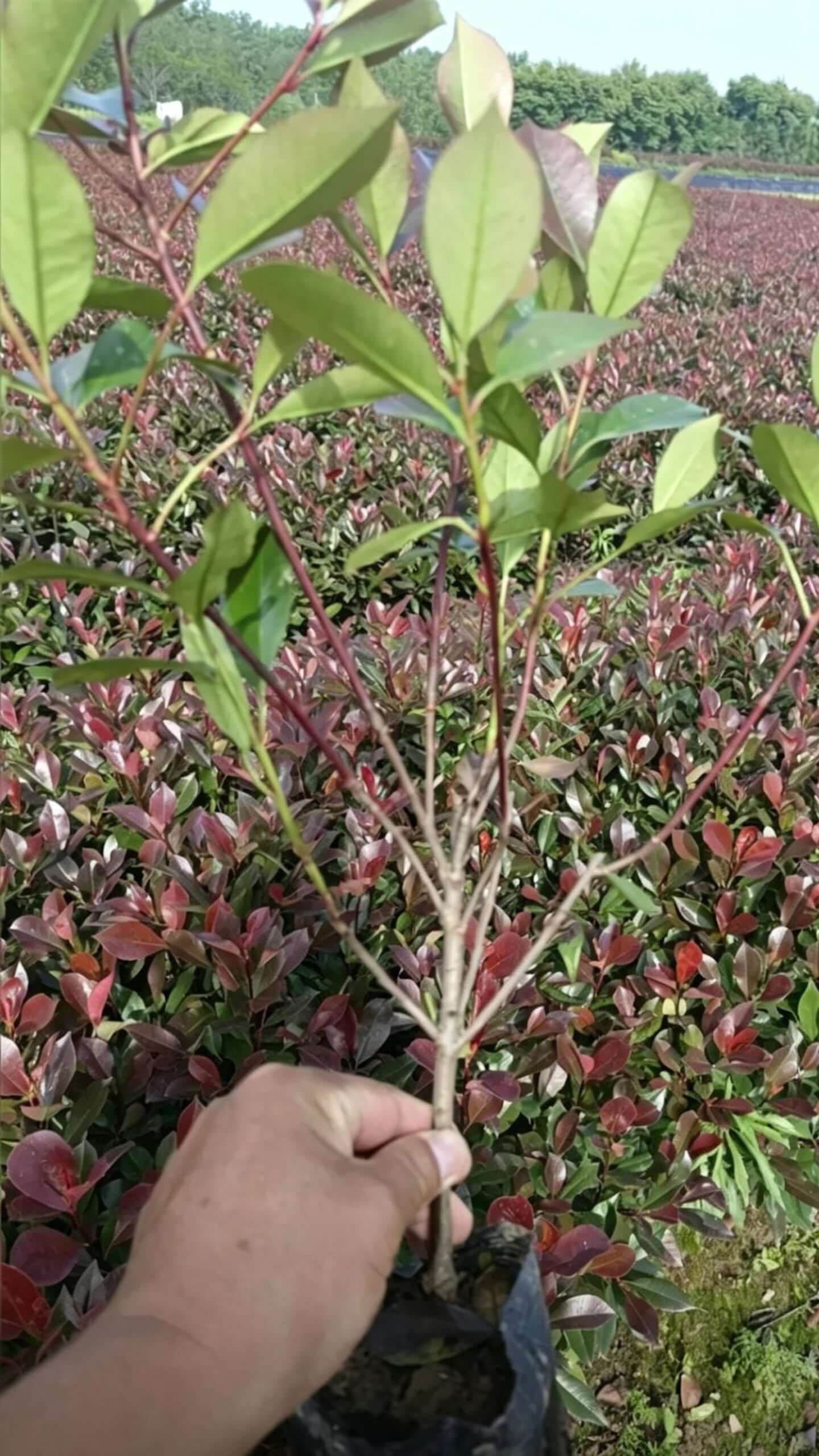 Photinia × fraseri 'Red Robin' - Красные листья желтеющие по краям на тонких прямых ветвях; красивая общая форма; сильная декоративность