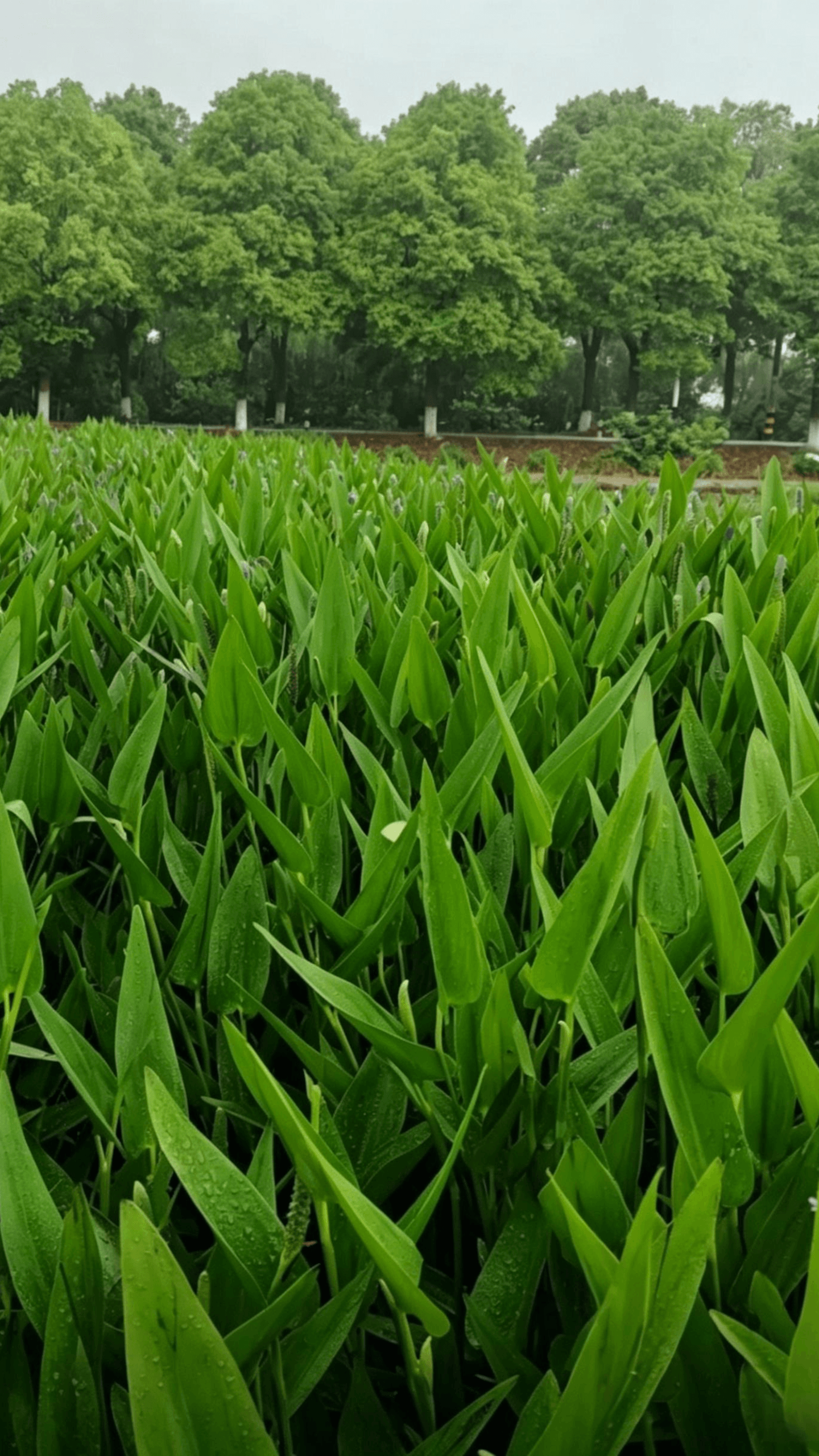 Понтедерия (Pontederia cordata) - вид сверху обширной зоны посадки: плотно упакованная понтедерия образует зелёный ковёр со слоистыми сердцевидными листьями и высокими деревьями вдали
