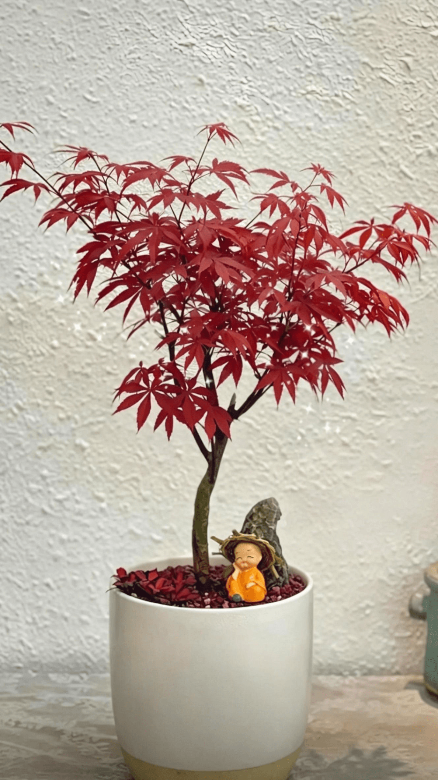 Клён японский (Acer palmatum) - красные перистые листья, яркой окраски, форма дерева изящная, декоративная