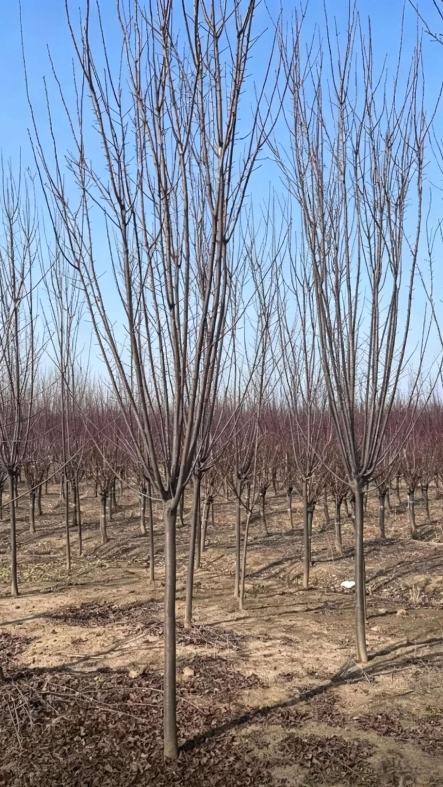 Prunus cerasifera - Прямой вертикальный ствол с тонкими упорядоченными ветвями и редкой листвой; элегантная общая форма с исключительной декоративной ценностью