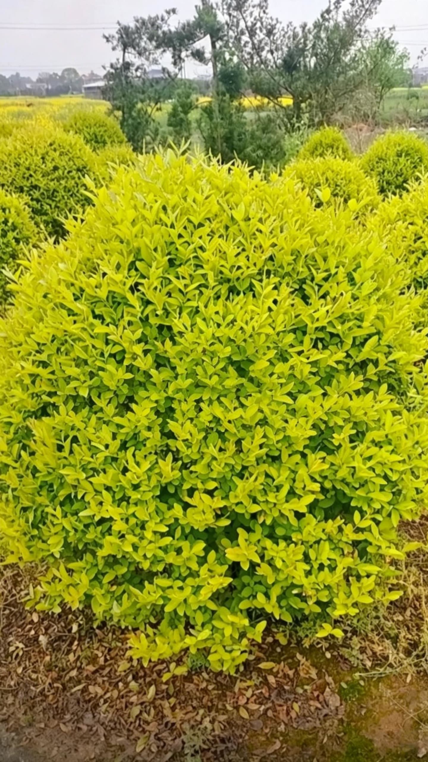 Quihou Privet (Ligustrum quihoui) - Field-planted rows of ball-shaped seedlings, demonstrating large-scale ball plant production capacity.