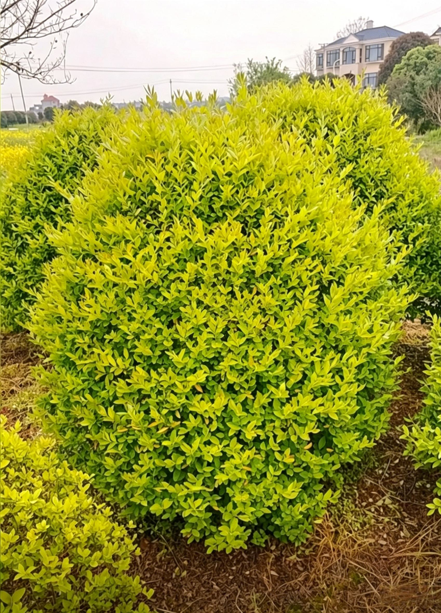 Quihou Privet Ball Ligustrum quihoui - Detail 3