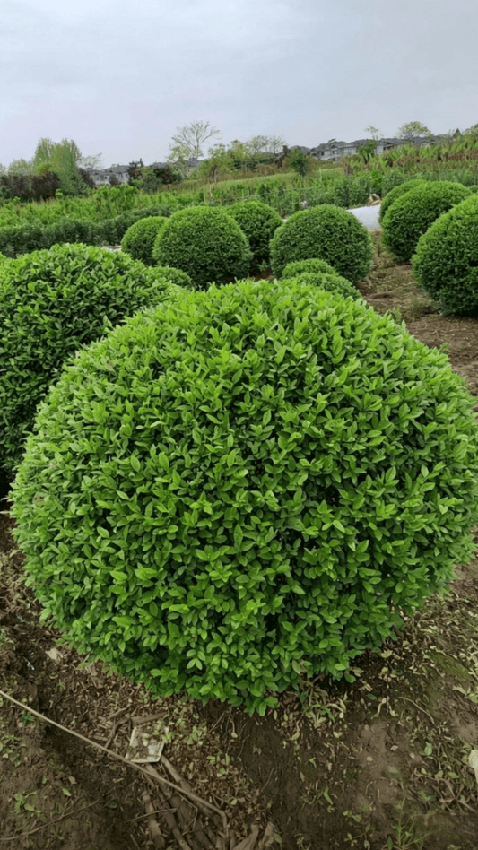 Quihou Privet(Ligustrum quihoui) - field-grown topiary ball display with multiple privet spheres neatly arranged in rows, uniformly rounded size and shape