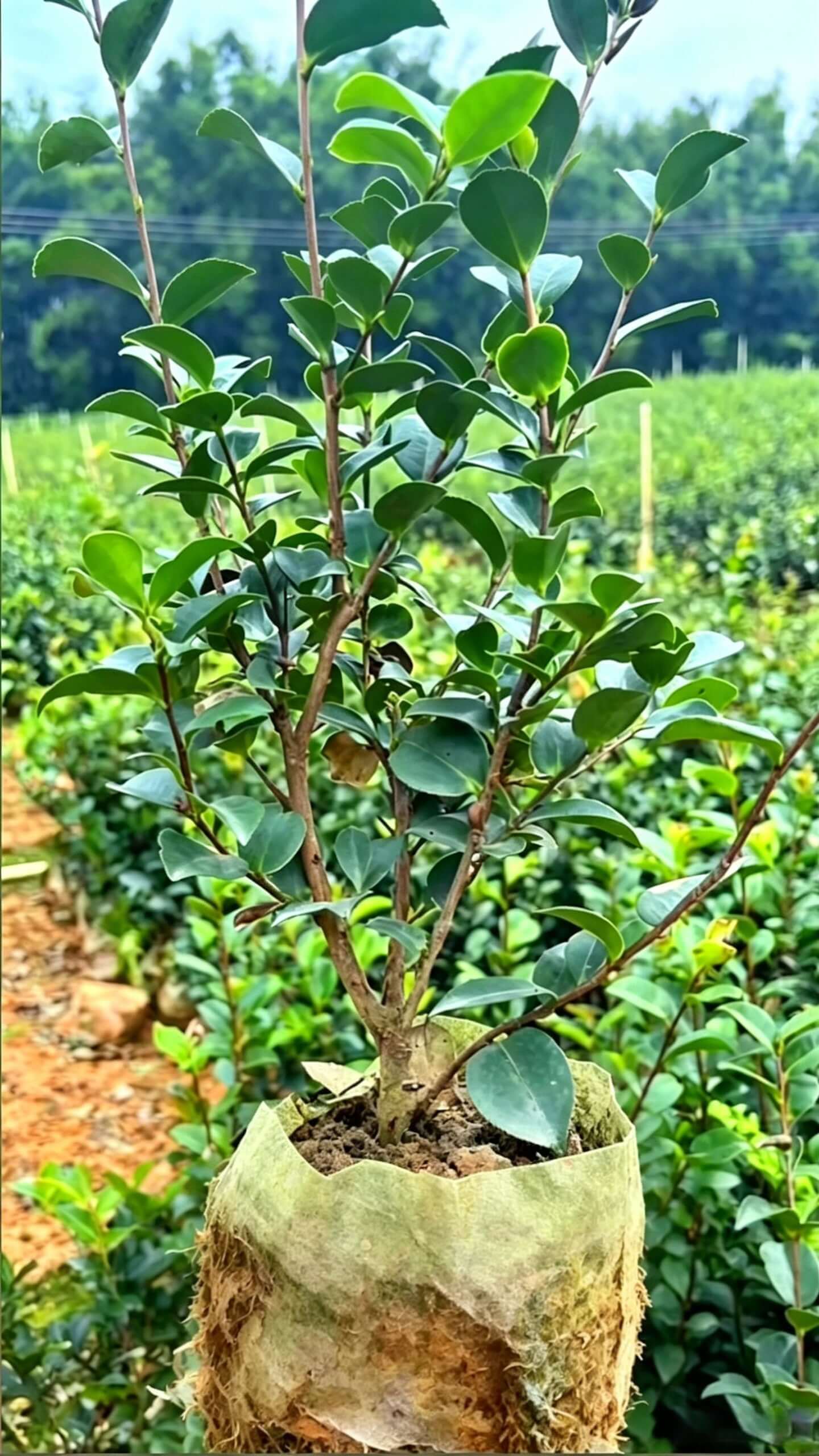 Camellia sasanqua - Плотно расположенные глянцевые темно-зеленые кожистые листья на прямых ветвях; красивая форма с исключительной декоративной ценностью