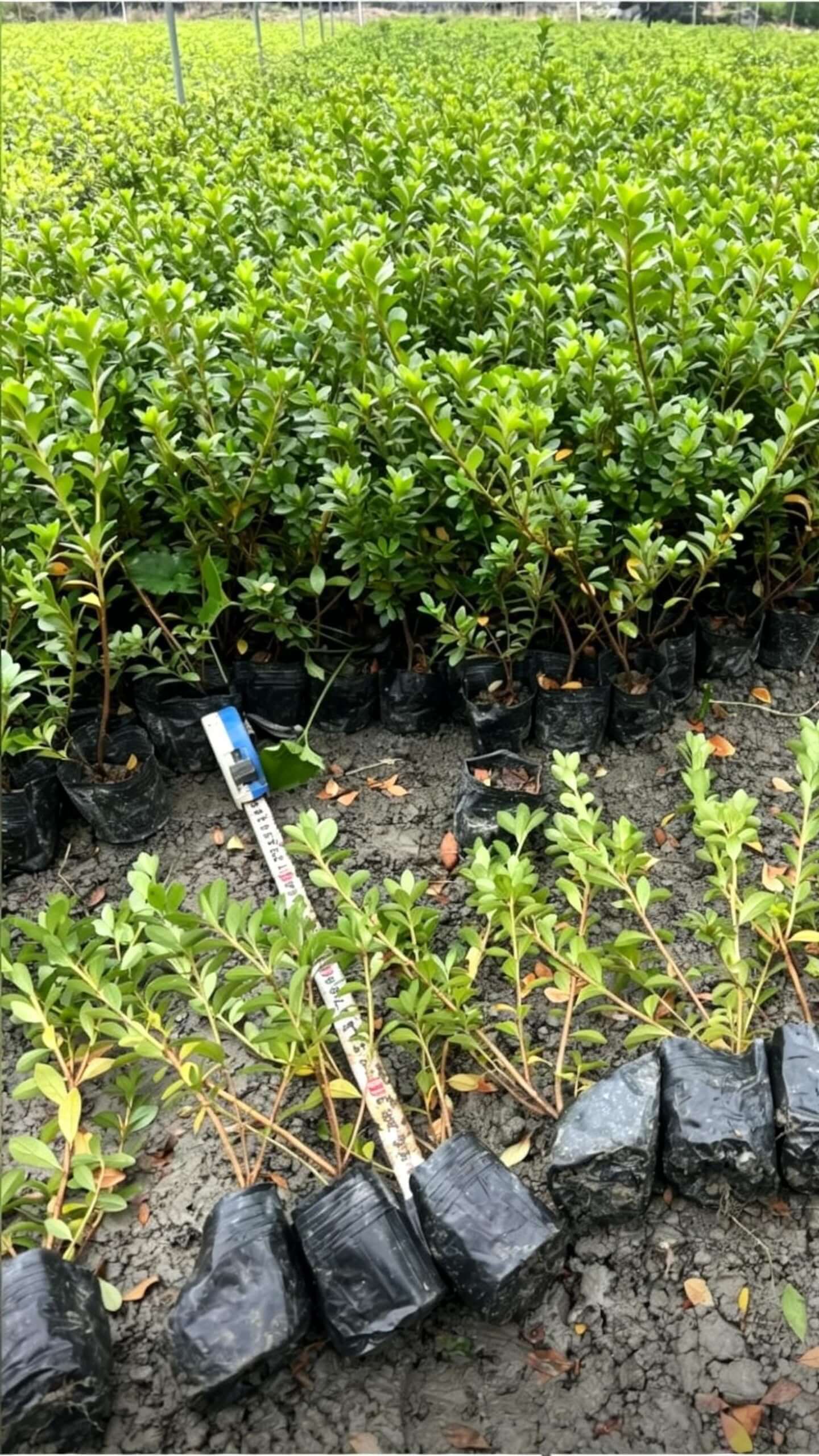 Satsuki Azalea(Rhododendron × pulchrum) - nursery edge seedling area with ruler measuring small plant specifications, showcasing products at different growth stages
