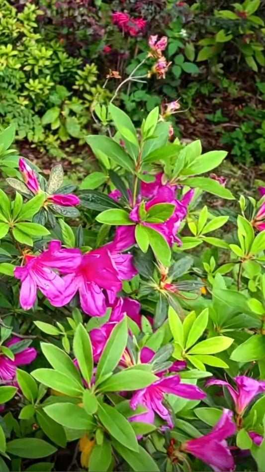 Satsuki Azalea(Rhododendron × pulchrum) - peak bloom close-up with magenta flowers alongside fresh light green new growth, five-petaled trumpet-shaped corolla, abundant flowering