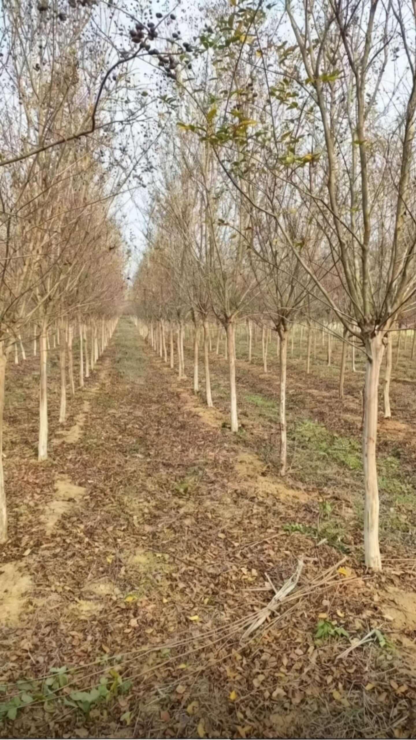 Lagerstroemia indica - Прямой ствол с редким ветвлением и разбросанными листьями; чистая элегантная форма очень высокой декоративной ценности