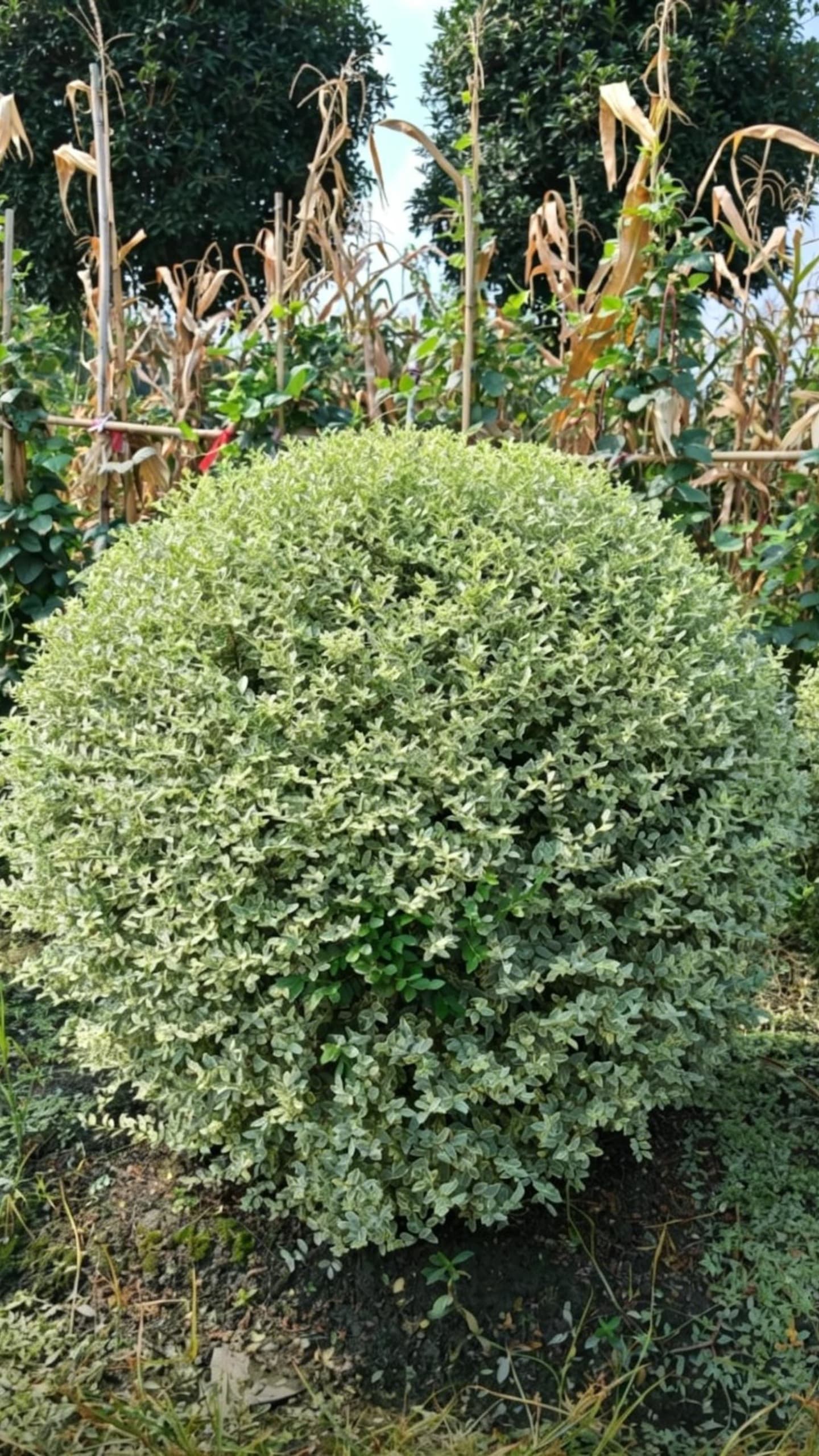 Пестролистная бирючина шаровидная (Ligustrum sinense 'Variegatum') - Шаровидный кустарник с густой зеленой листвой, высокодекоративный.