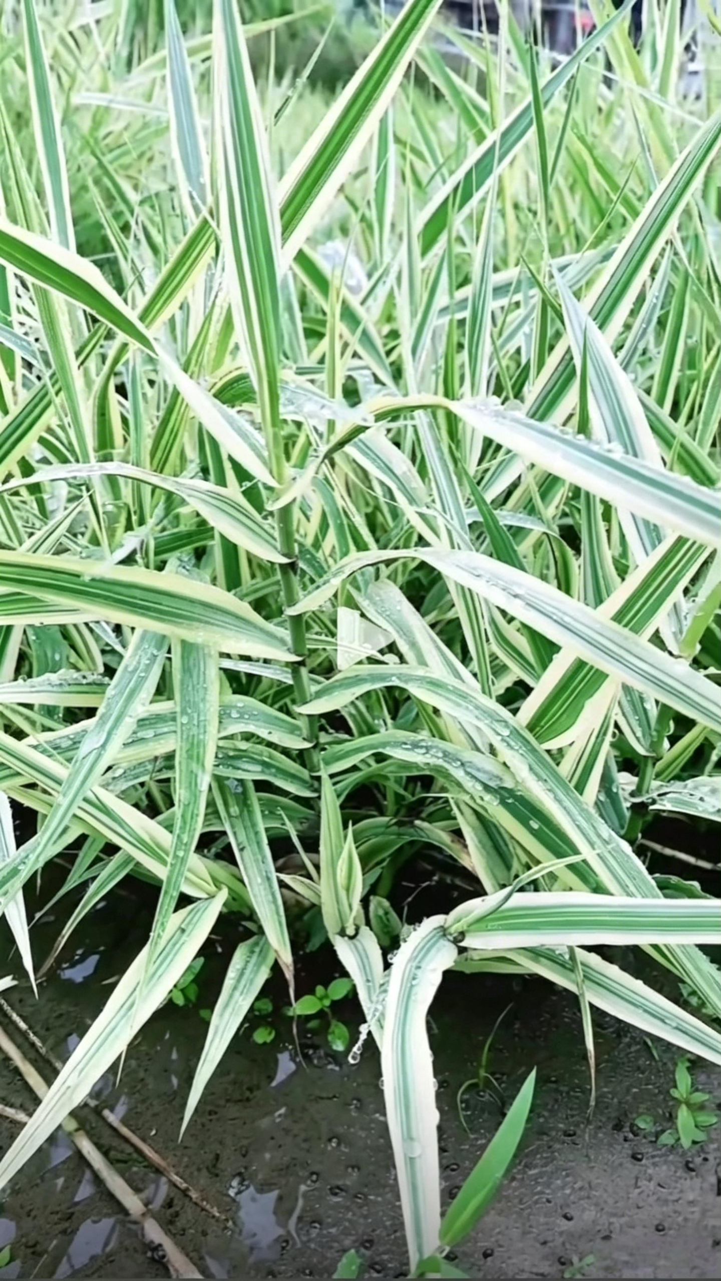 Variegated Reed Arundo donax - Detail 4