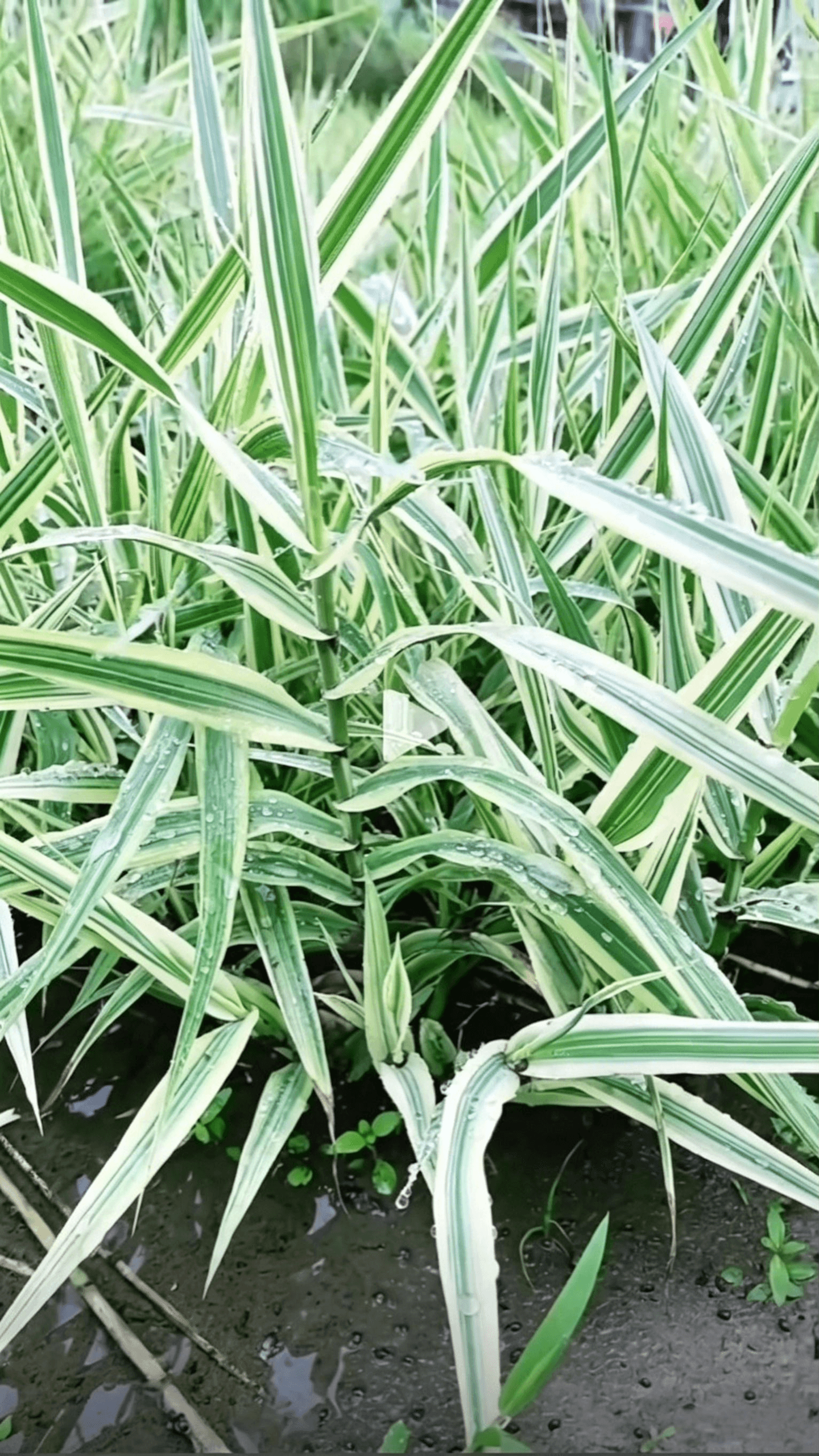 Arundo donax var. versicolor - Узкие листья с гладкими краями в полосах светло-зеленого и белого; прямостоячие стебли; элегантная форма с исключительной декоративной ценностью