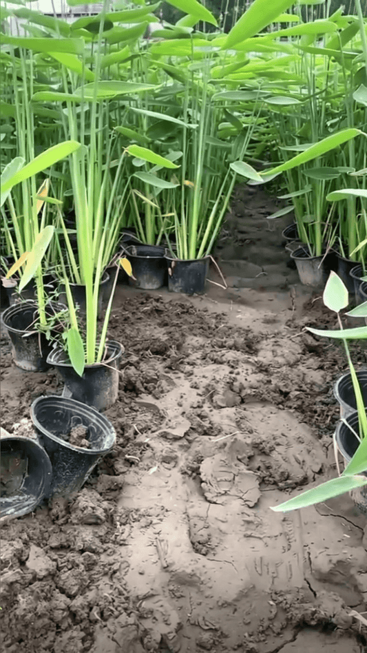 Water Canna(Thalia dealbata) - nursery container seedlings ready for shipping, multiple potted Thalia dealbata neatly arranged on muddy ground, some pots inverted showing intact root systems and stem bases