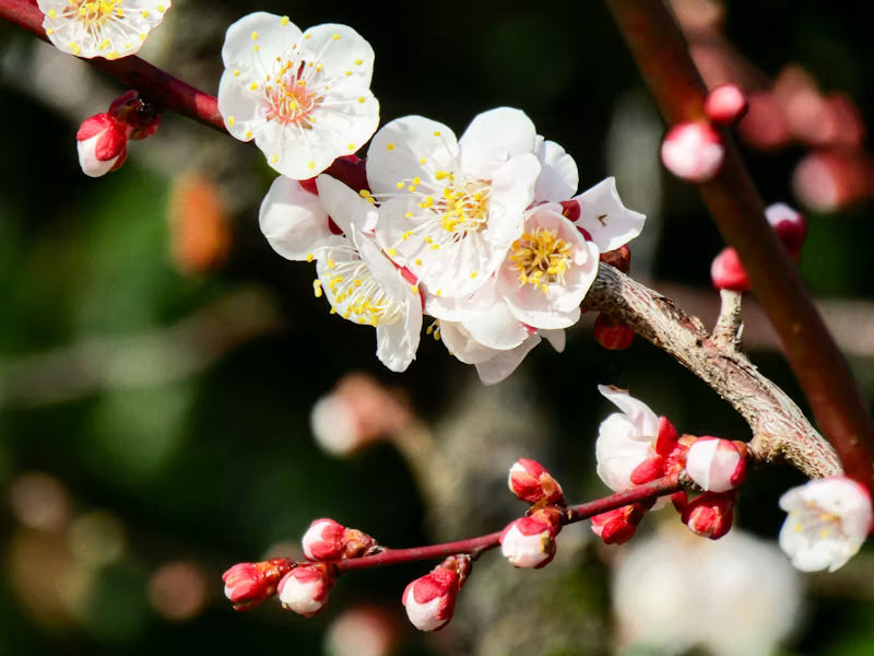 Ornamental crabapple (Malus) care guide hero image