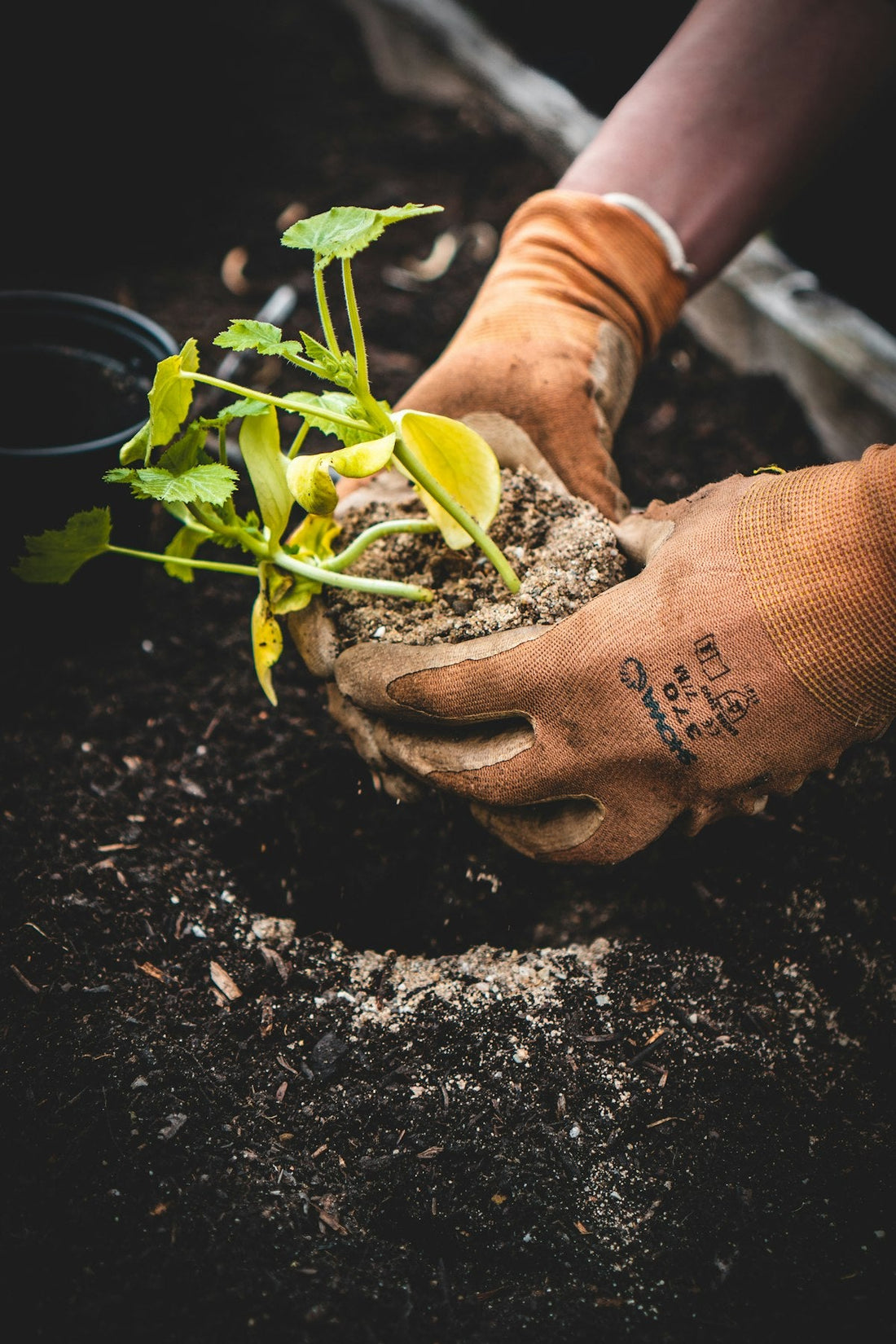 Seedling Packaging & Transport