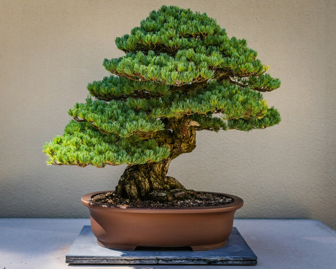 罗汉松盆栽