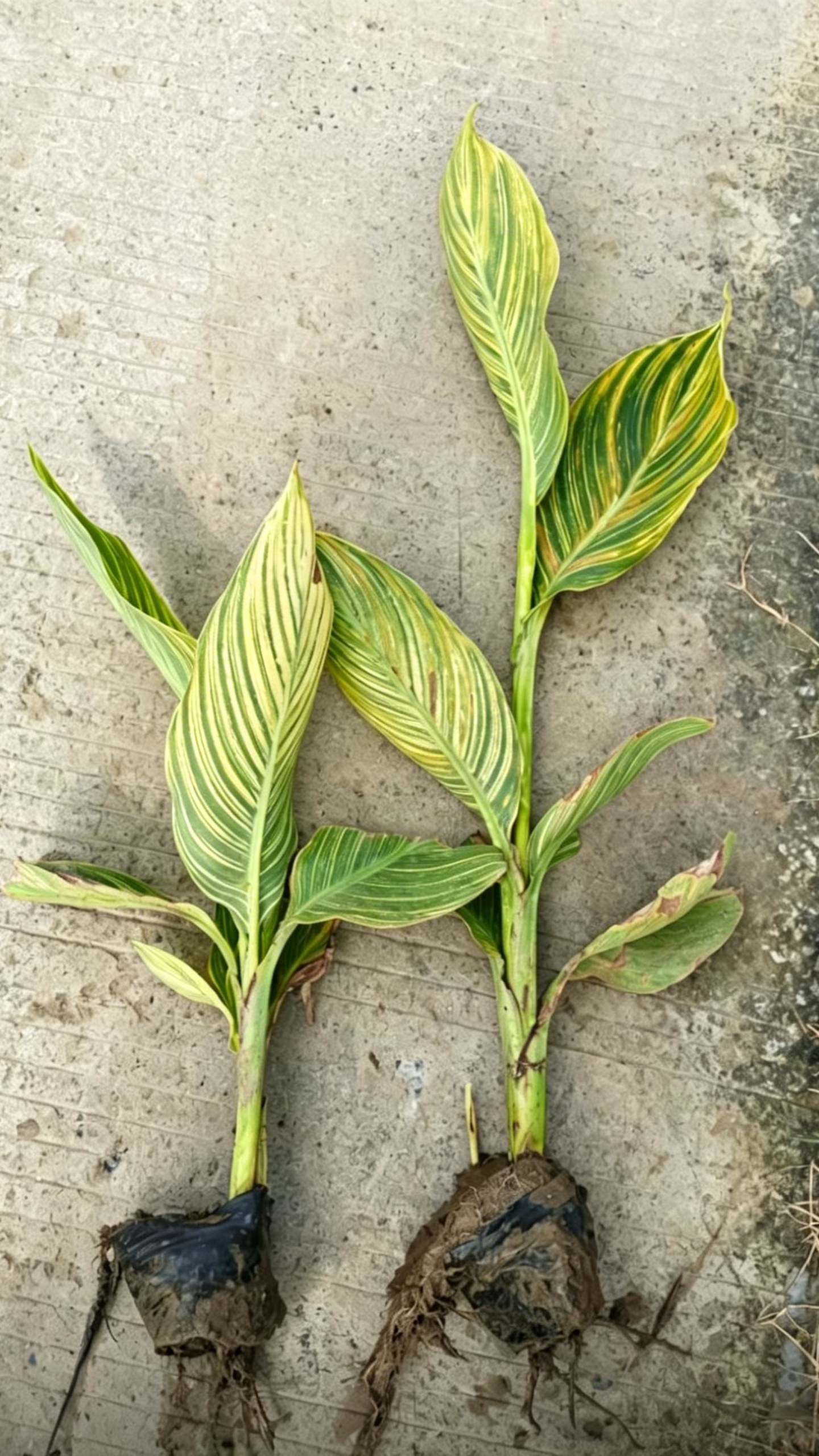 绿植零售
