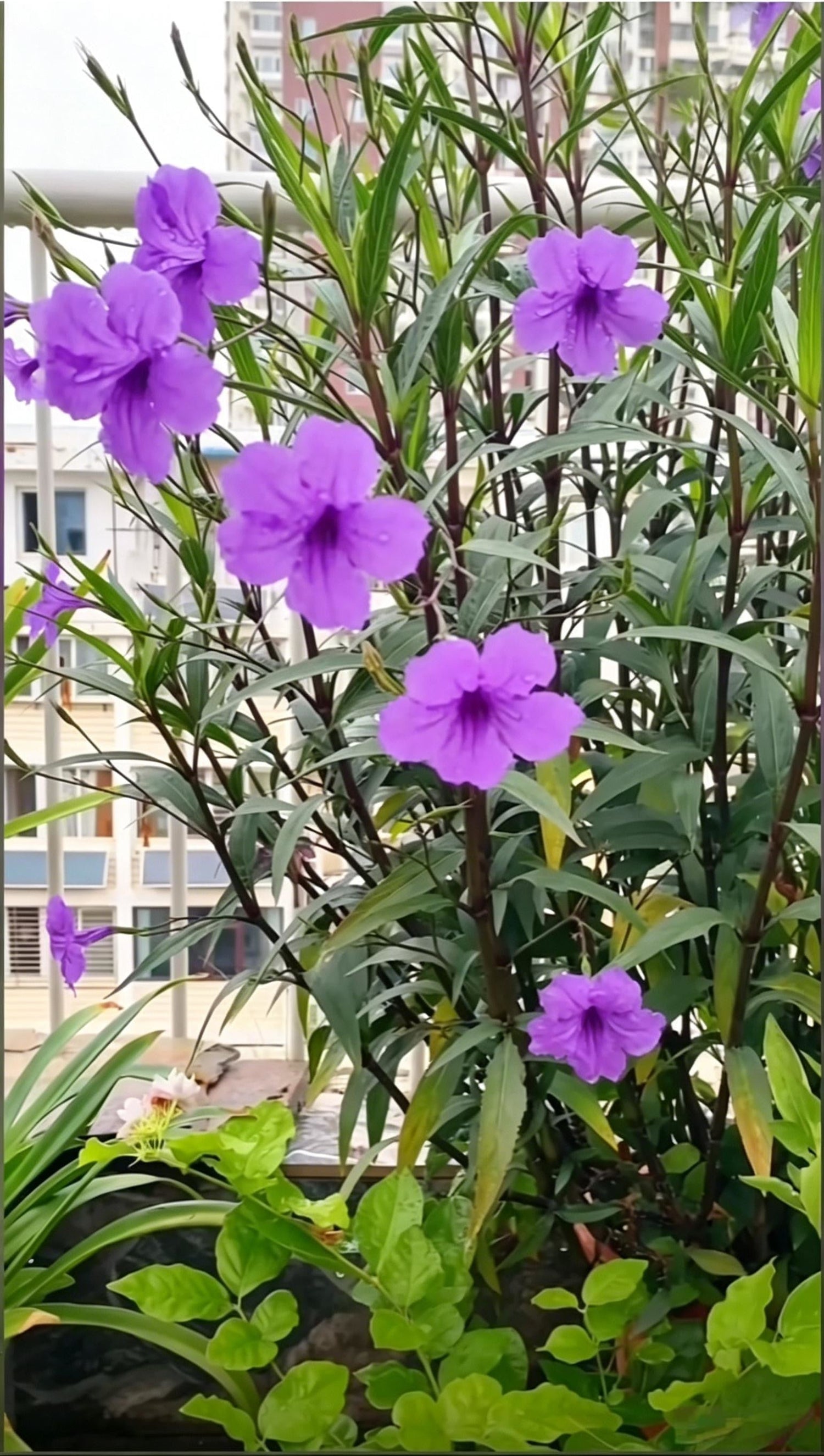 花灌木