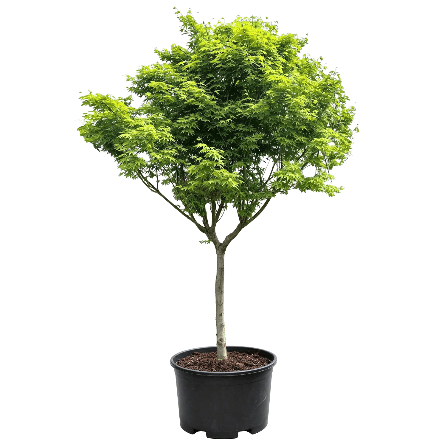 Acer palmatum - تاج كامل بأوراق خضراء فاتحة موزعة بشكل متساوٍ على جذع مستقيم؛شكل أنيق؛قيمة جمالية استثنائية— شجر زينة بأحمر الخريف