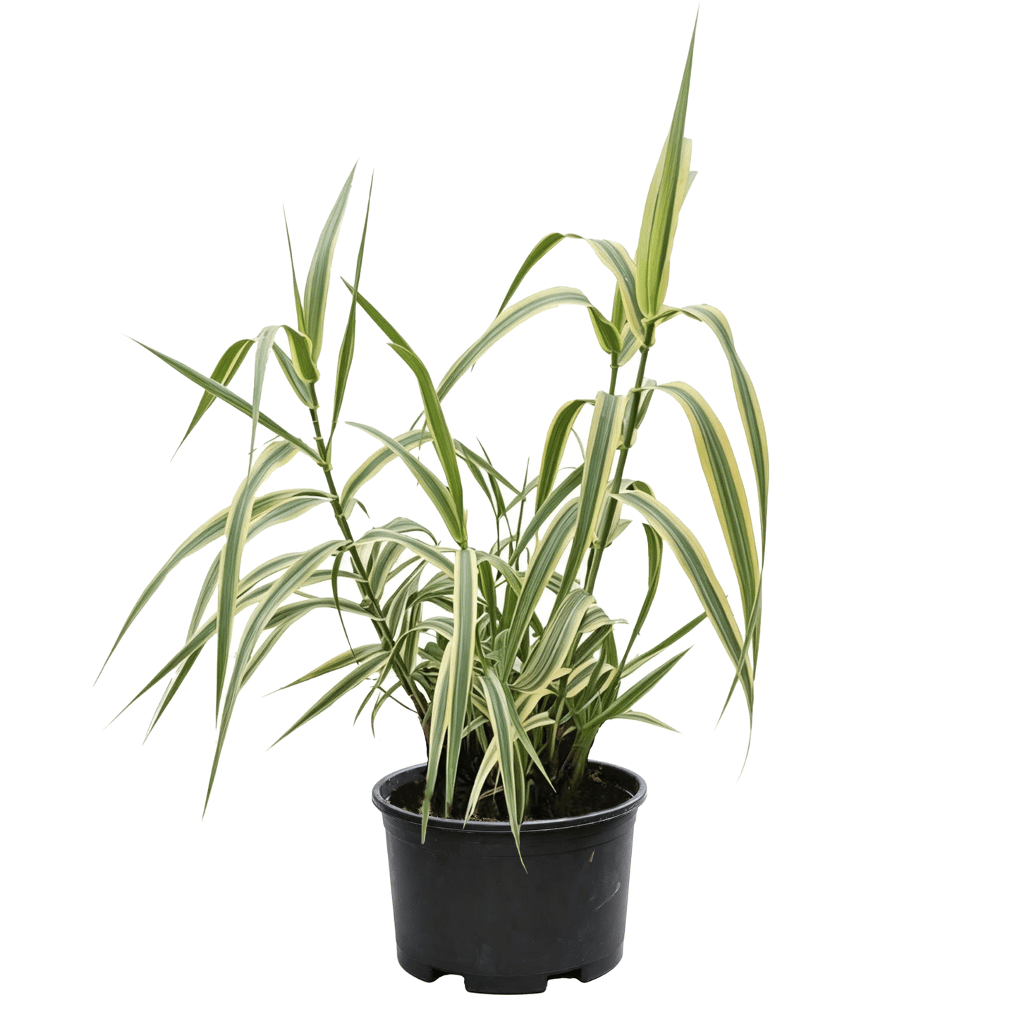 Арундо тростниковый (Arundo donax) - Высокое болотное растение с золотисто-окаймленной полосатой листвой