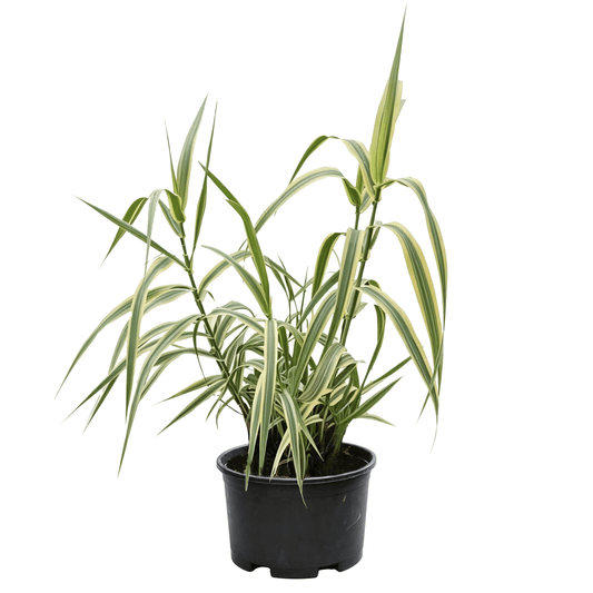 Giant Reed (Arundo donax) - Gold-Edged Striped Tall Wetland Plant