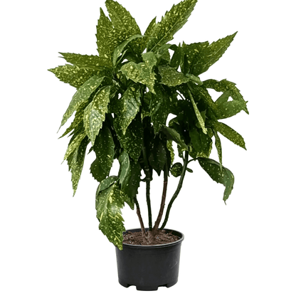 نبات الغبار الذهبي (Aucuba japonica) - شتلة في أصيص على خلفية بيضاء بأوراق بيضاوية جلدية مغطاة ببقع صفراء ذهبية وحواف مسننة خشنة، وتفريع كثيف شجيري في أصيص أسود للتربية