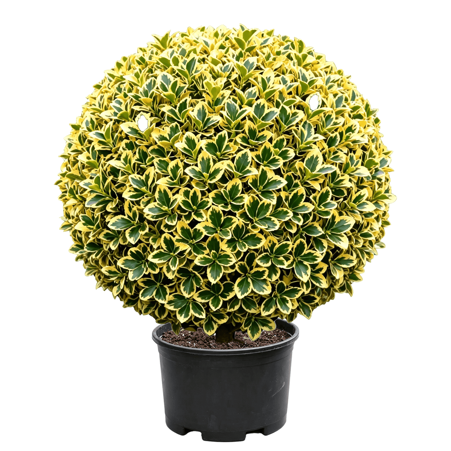 Euonymus japonicus 'Aureomarginatus' - Компактный шар Букса с золотисто-краевыми зелеными листьями и яркой цветовой контрастностью; сильная декоративность — вечнозеленый декоративный разноцветный округлый кустарник