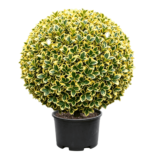 Euonymus japonicus 'Aureomarginatus' - Compact Buxus sphere with golden-edged green leaves and vivid color contrast; strongly ornamental — evergreen colorful ornamental round shrub