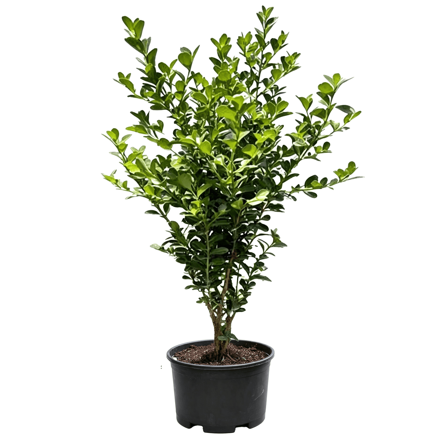 Самшит китайский (Buxus sinica) - Вечнозеленый медленнорастущий топиарный кустарник