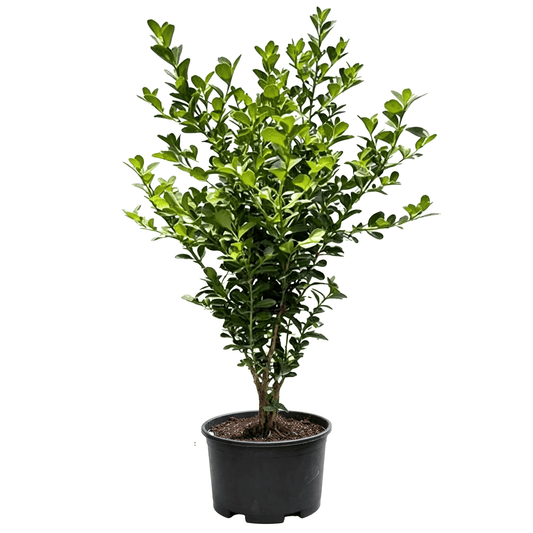 Chinese Boxwood (Buxus sinica) - Four-Season Evergreen Slow-Growing Topiary Shrub