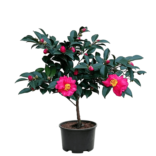 Sasanqua Camellia (Camellia sasanqua) - Winter-Spring Flowering Evergreen Fragrant Shrub