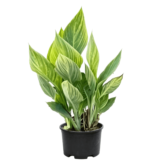 Canna Lily (Canna indica) - Summer-Autumn Large-Flowered Wetland Ornamental