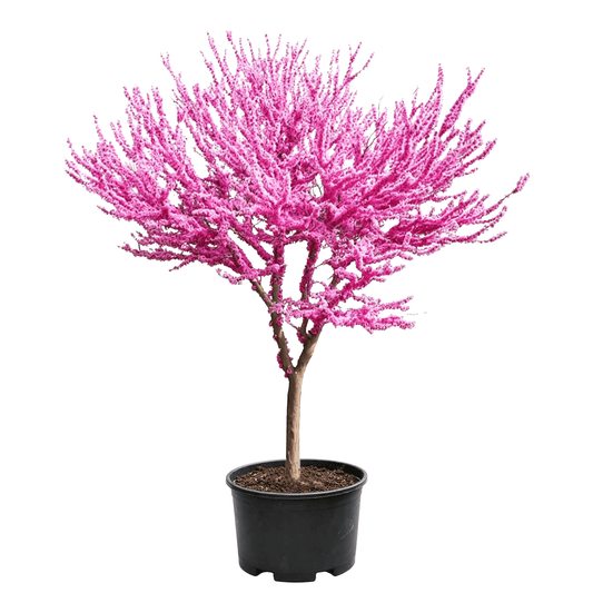 Cercis chinensis - Dense purple flowers on a beautifully shaped tree with vivid colors; strongly ornamental — spring-flowering ornamental small tree
